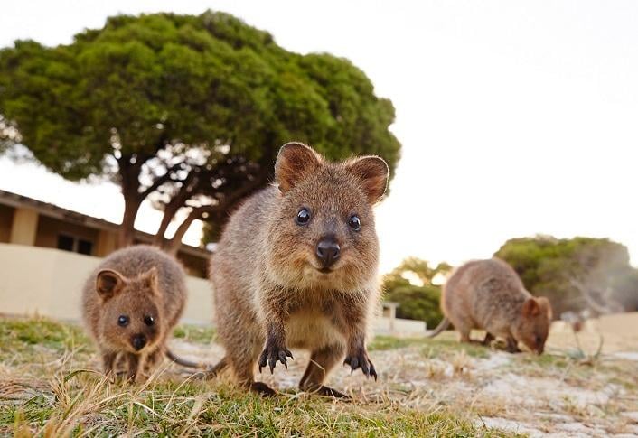 Rottnest Island Day Trip from Fremantle with Ferry and Bike Rental