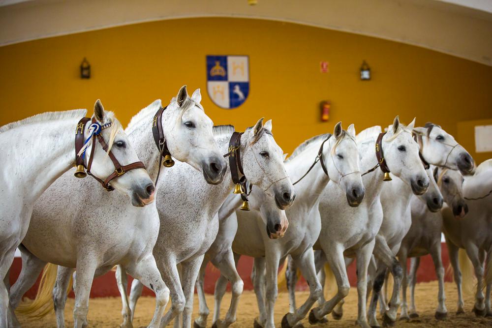 Jerez: Yeguada de la Cartuja Carthusian Horse Stud Farm Tour