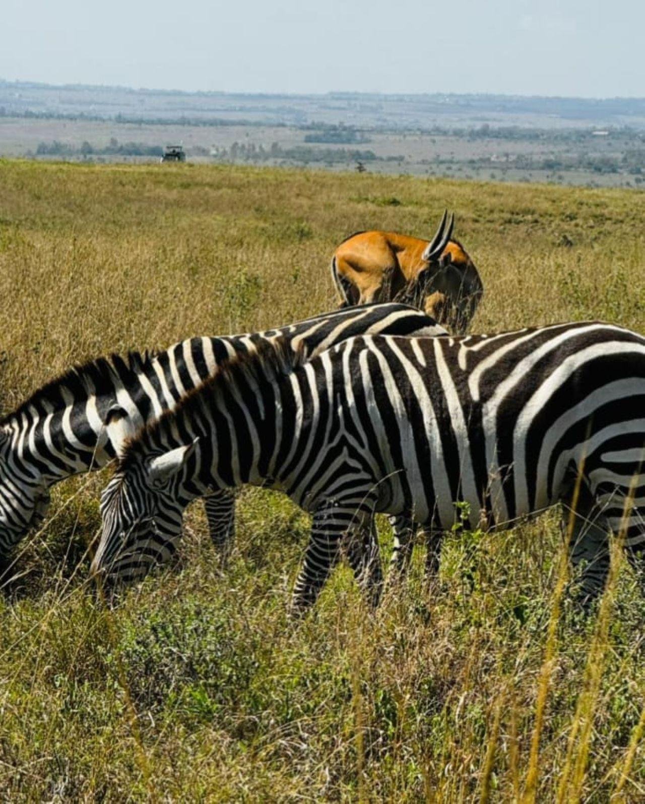 Nairobi National Park Twilight Safari & Sundowner