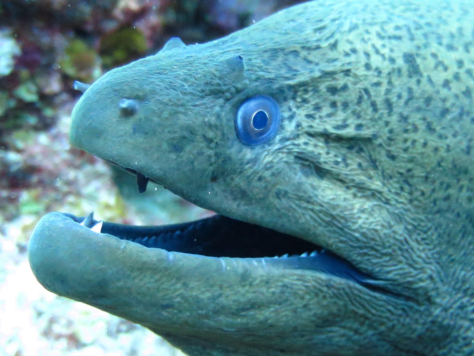 Belle Mare Scuba Discovery: East Coast Mauritius Dive