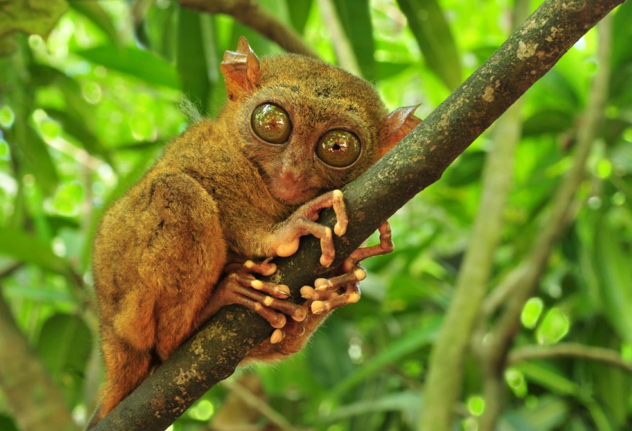 Bohol Island Full-Day Adventure from Cebu
