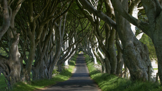 From Belfast: Giant's Causeway, Dunluce Castle & Dark Hedges
