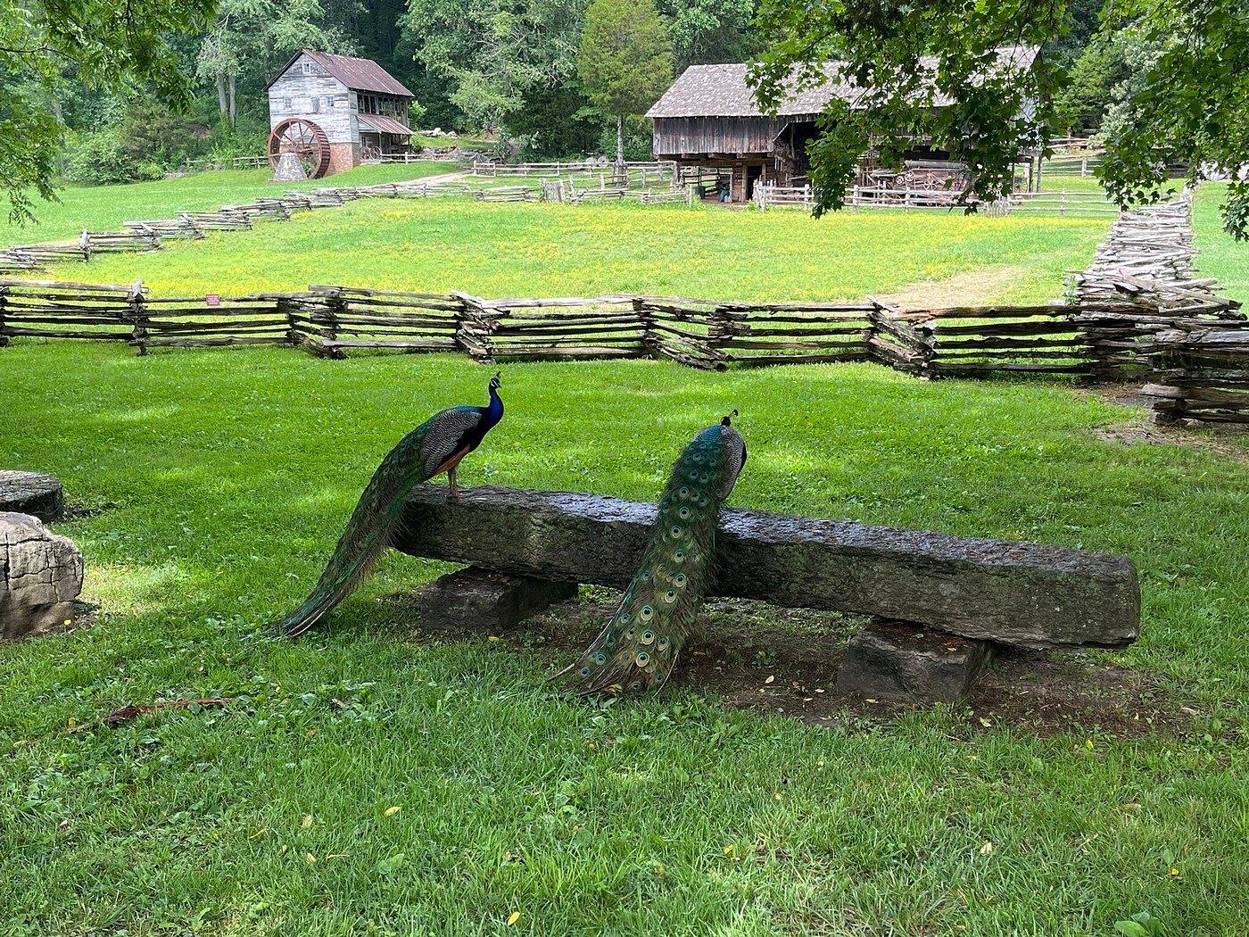 Museum of Appalachia: Immersive Heritage & Living History Entry
