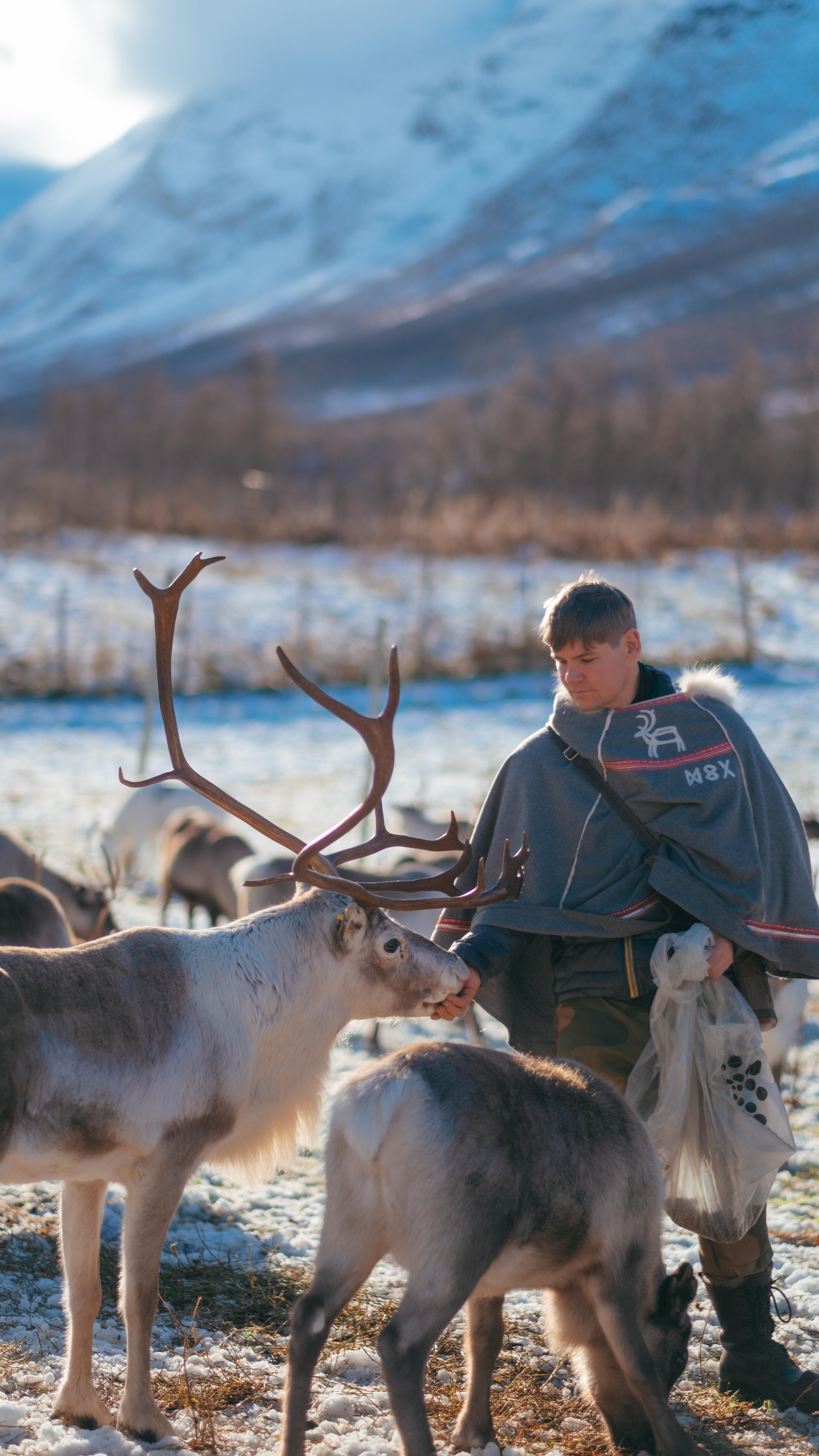 Tromsø: Reindeer Experience at a Sami Camp