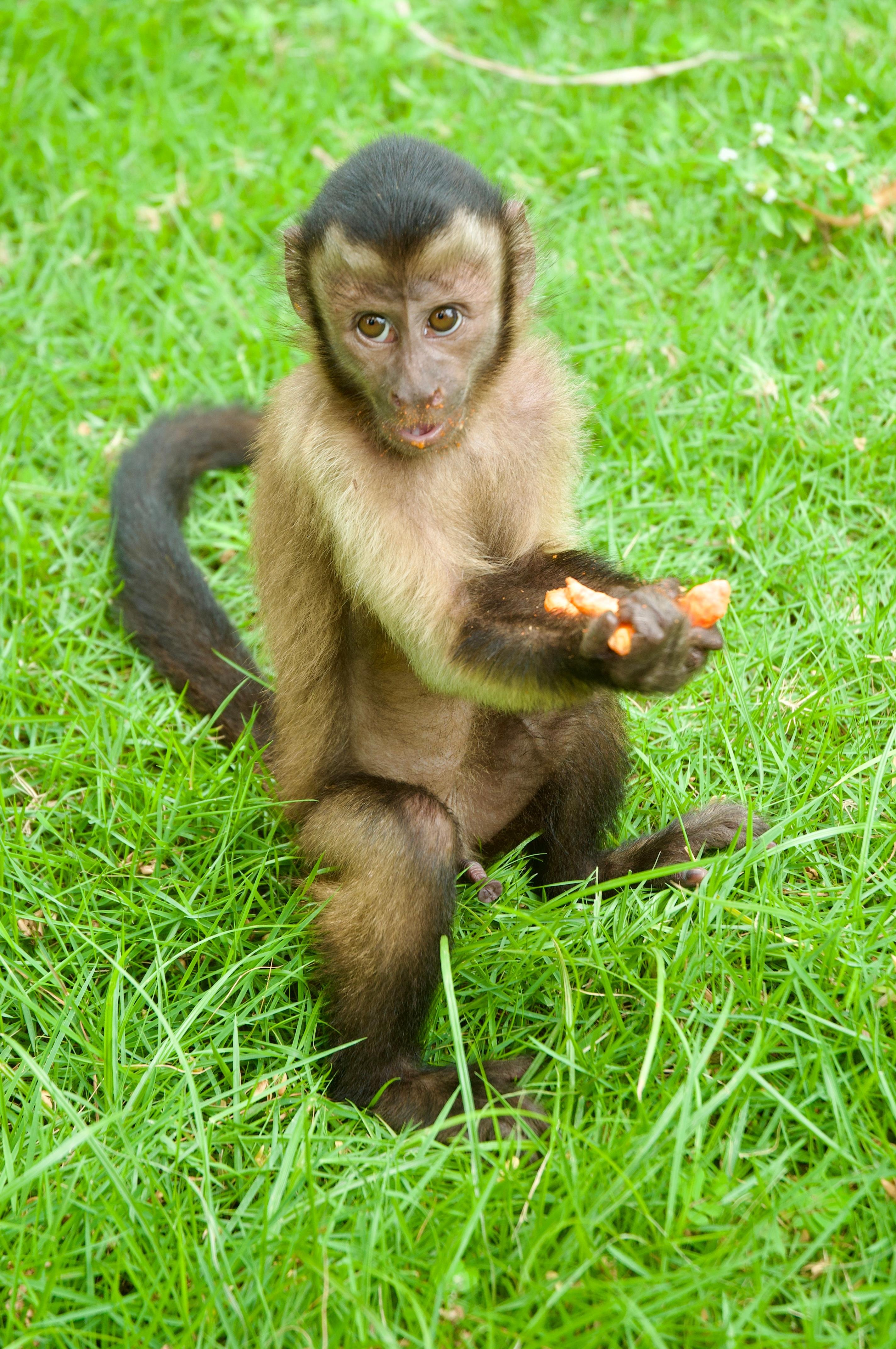 Monkey House VIP – Punta Cana Nature & Wildlife Experience