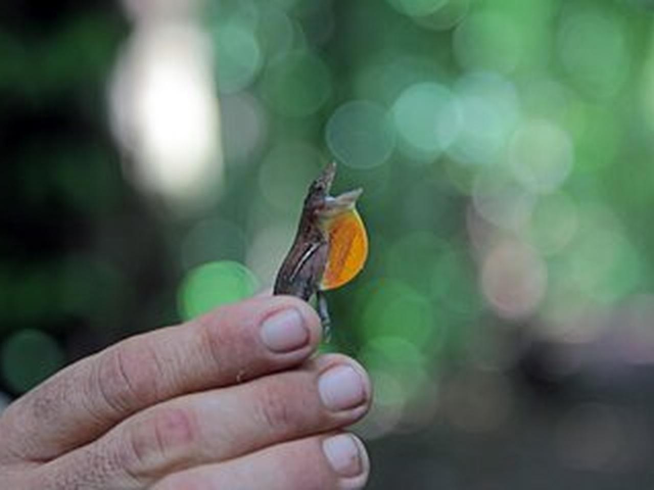 Corcovado National Park & Sirena Station Guided Hike from Drake Bay