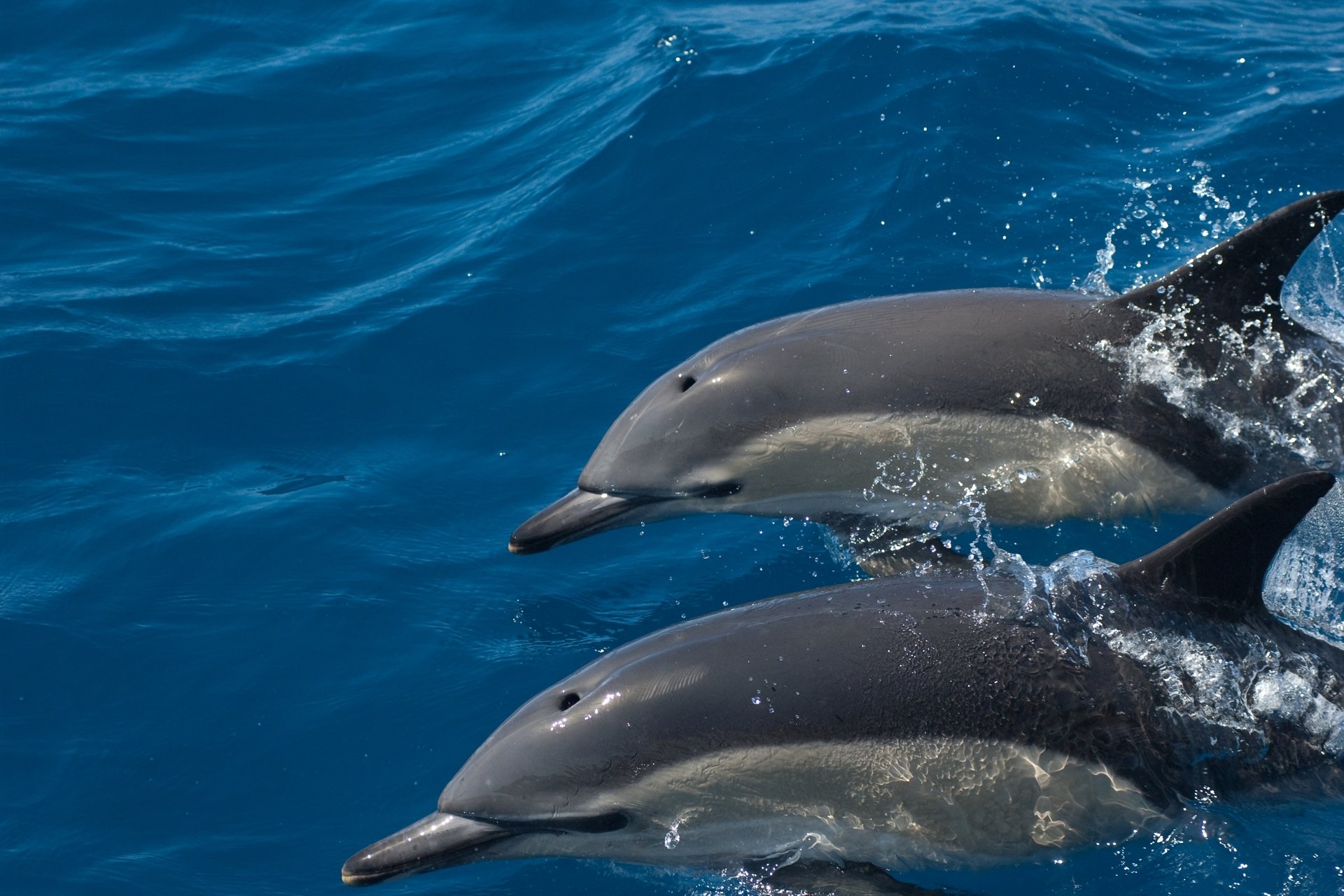 Algarve: Delfinbeobachtung & Marine-Öko-Tour ab Faro