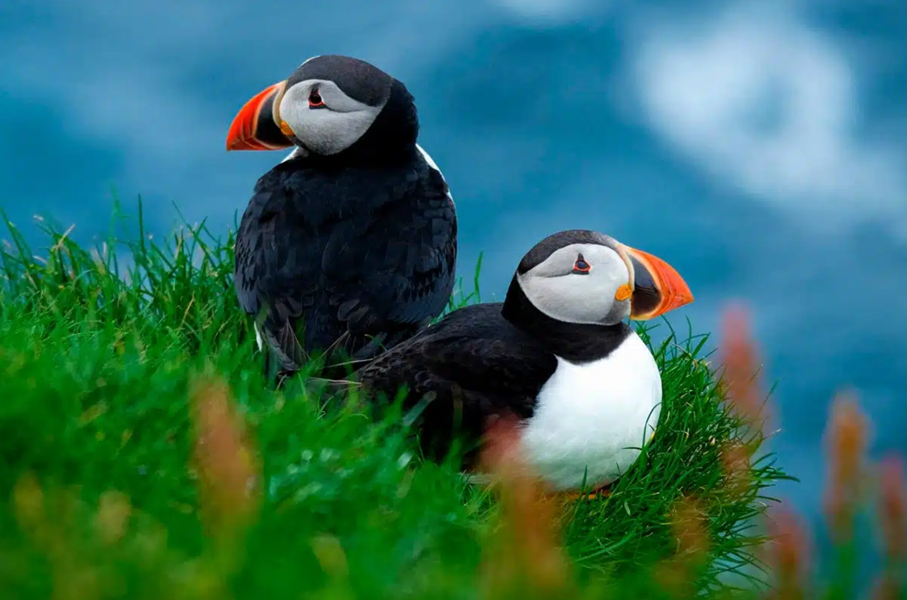 Puffin & Sea Stack Boat Tour from Sørvágur