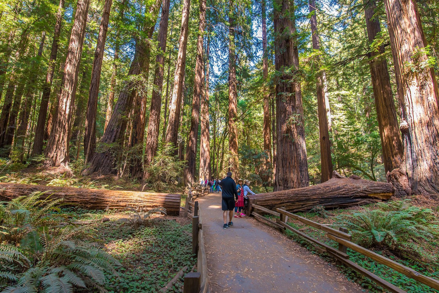 San Francisco City Tour & Muir Woods (Half or Full Day)