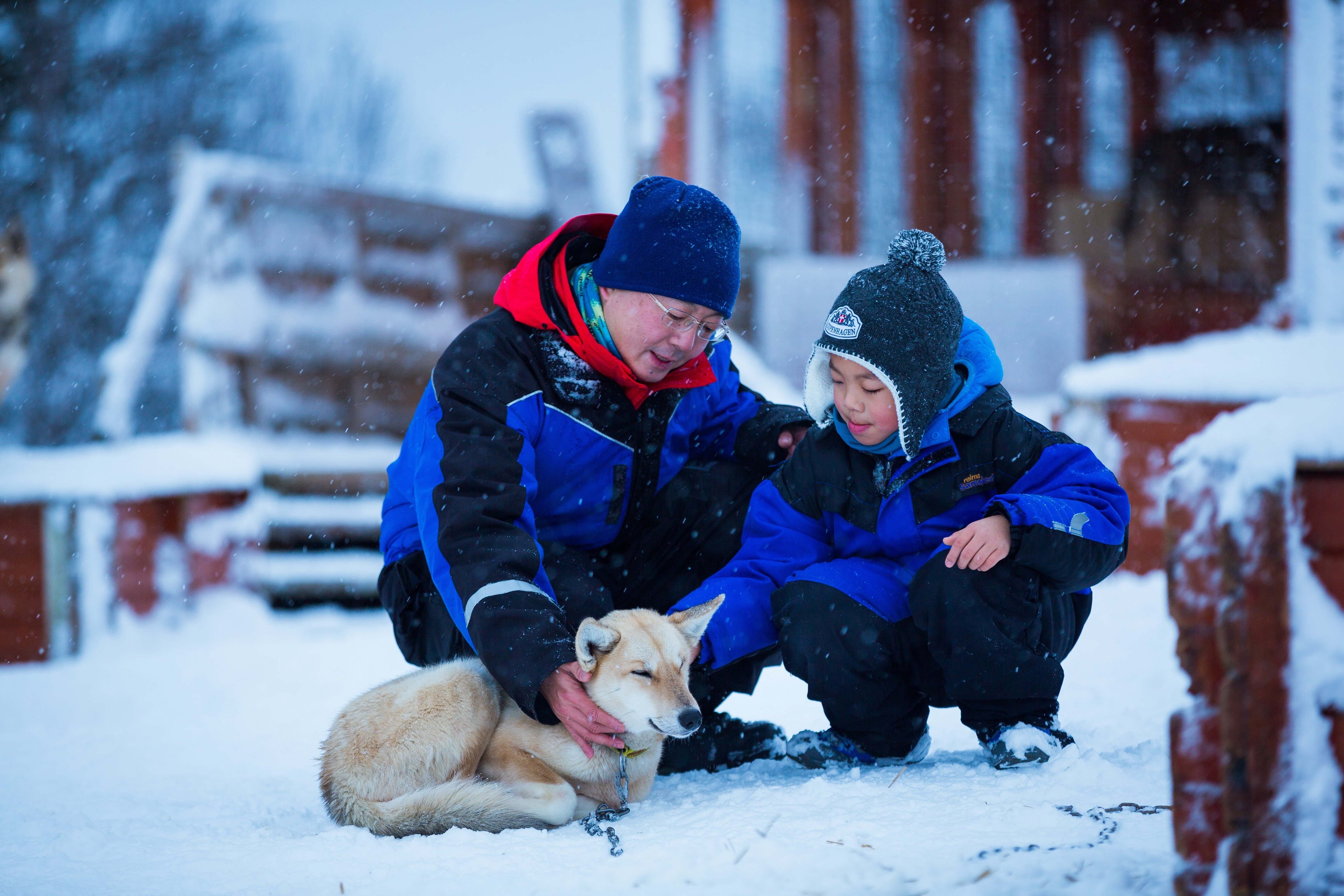 Tromsø: Guided Husky Sledding with Traditional Lunch