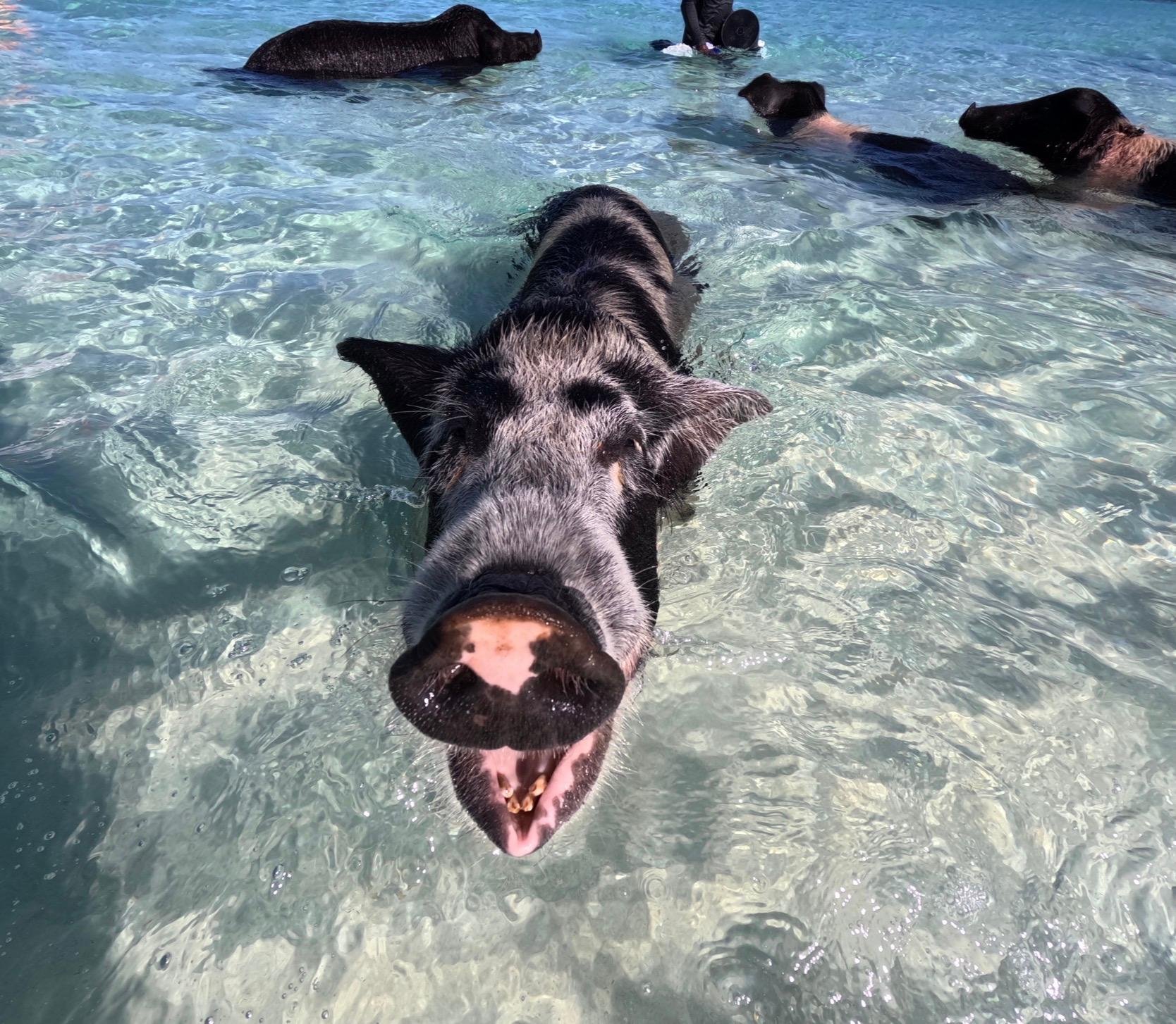 Nassau Private Boat & Snorkel Adventure