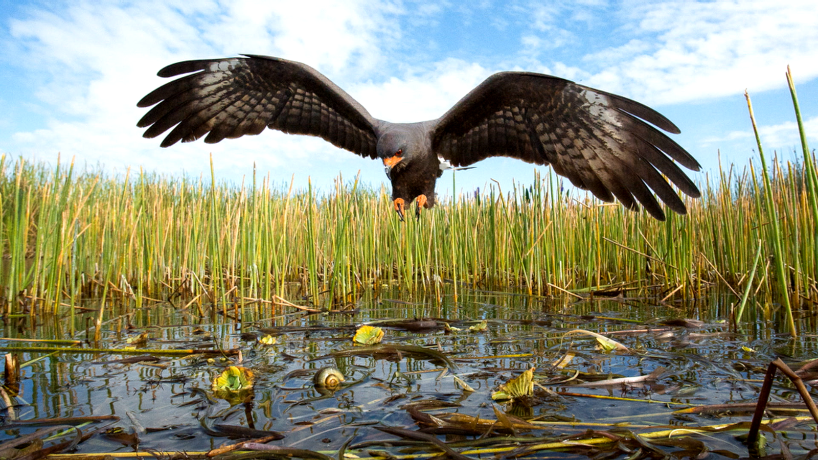 Everglades airboat tour from Miami — image 13