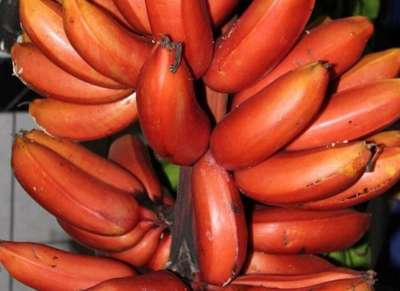 Zanzibar Spice Farm Discovery Tour