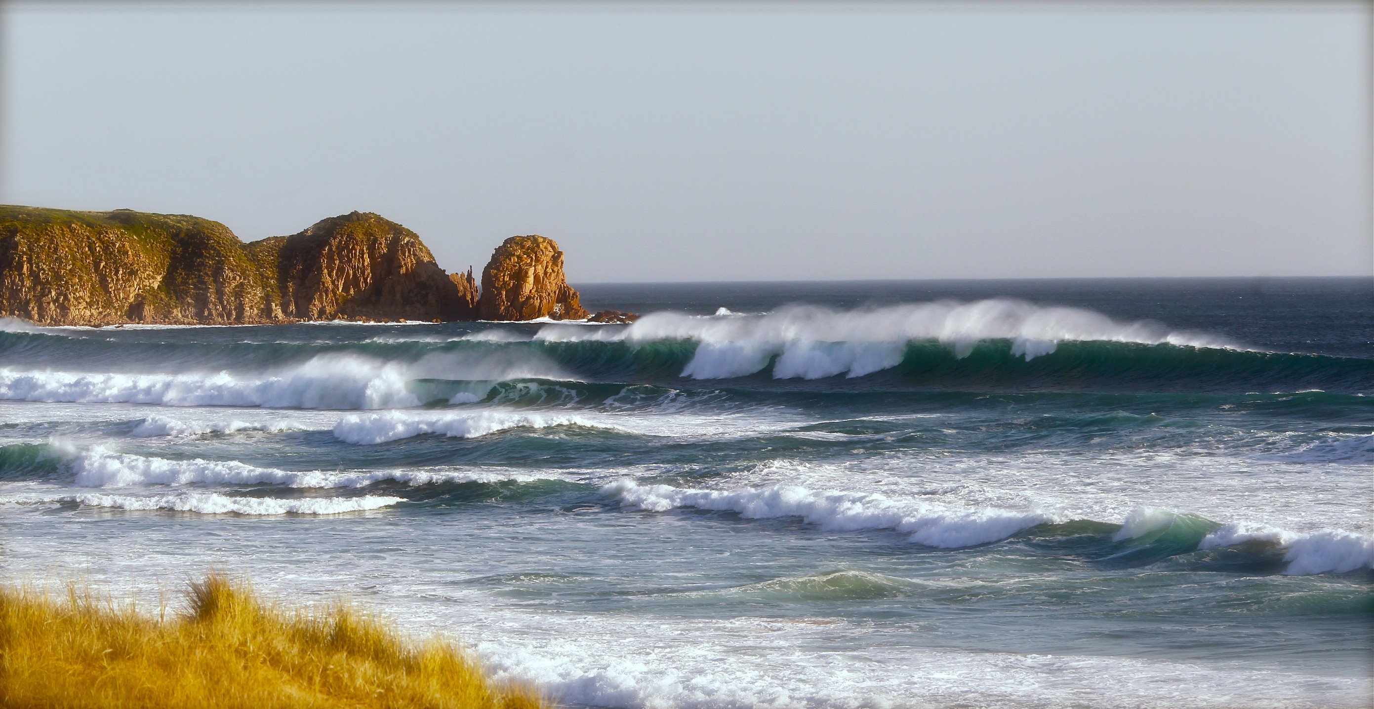 Phillip Island Penguin Parade & Koala Wildlife Tour