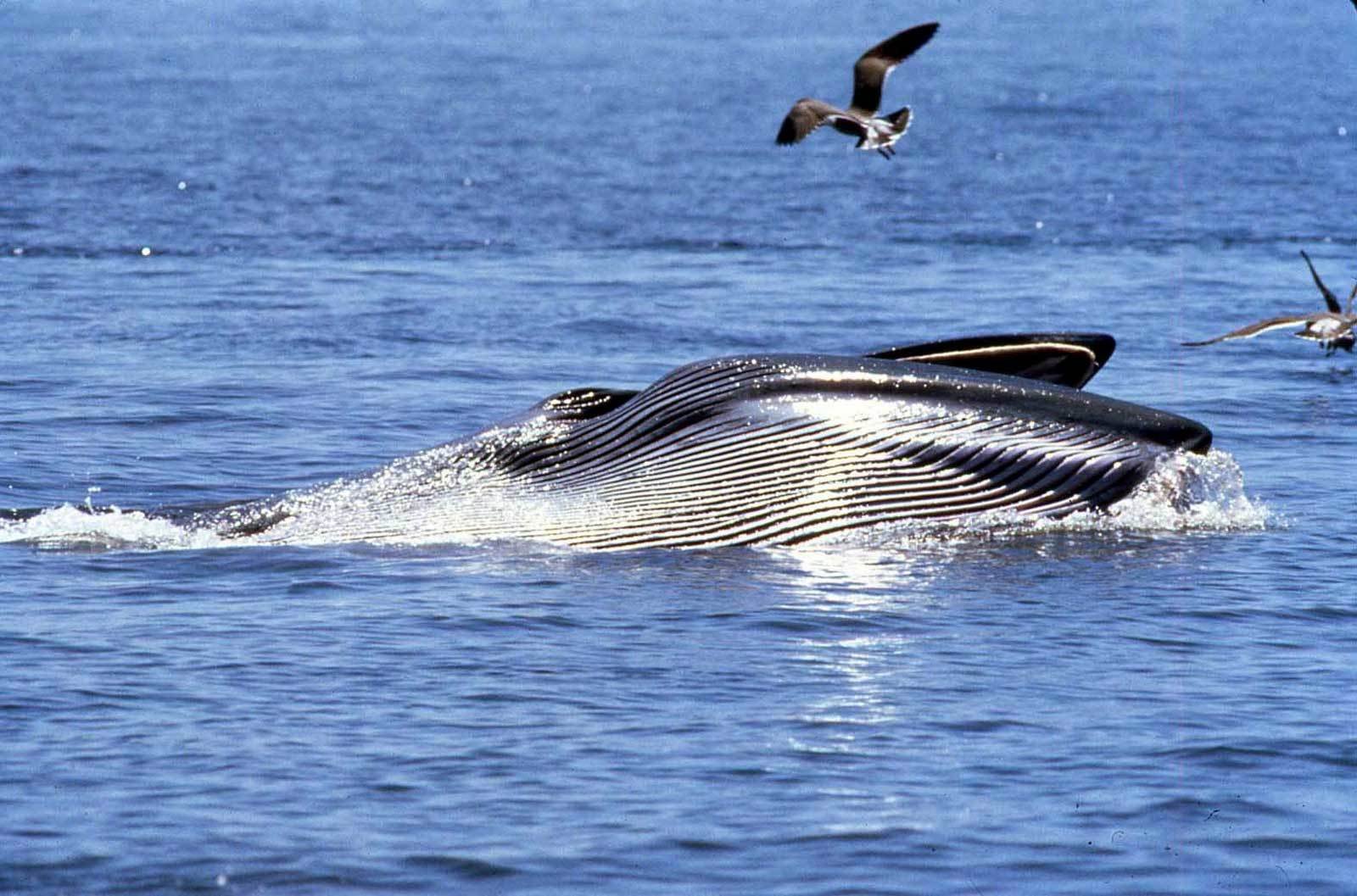 Walker Bay Marine Big 5 Safari
