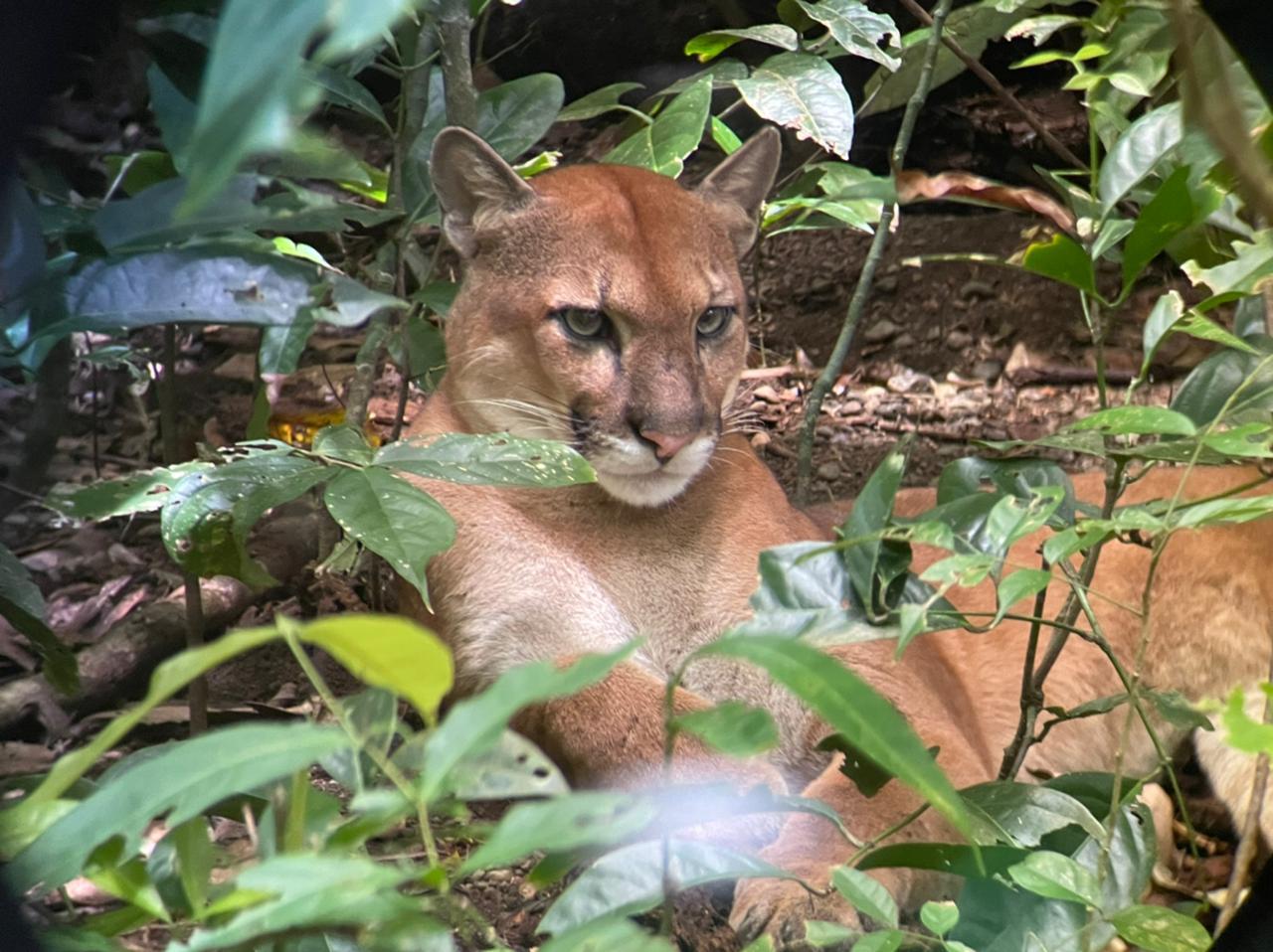 Corcovado National Park: San Pedrillo Station Day Tour