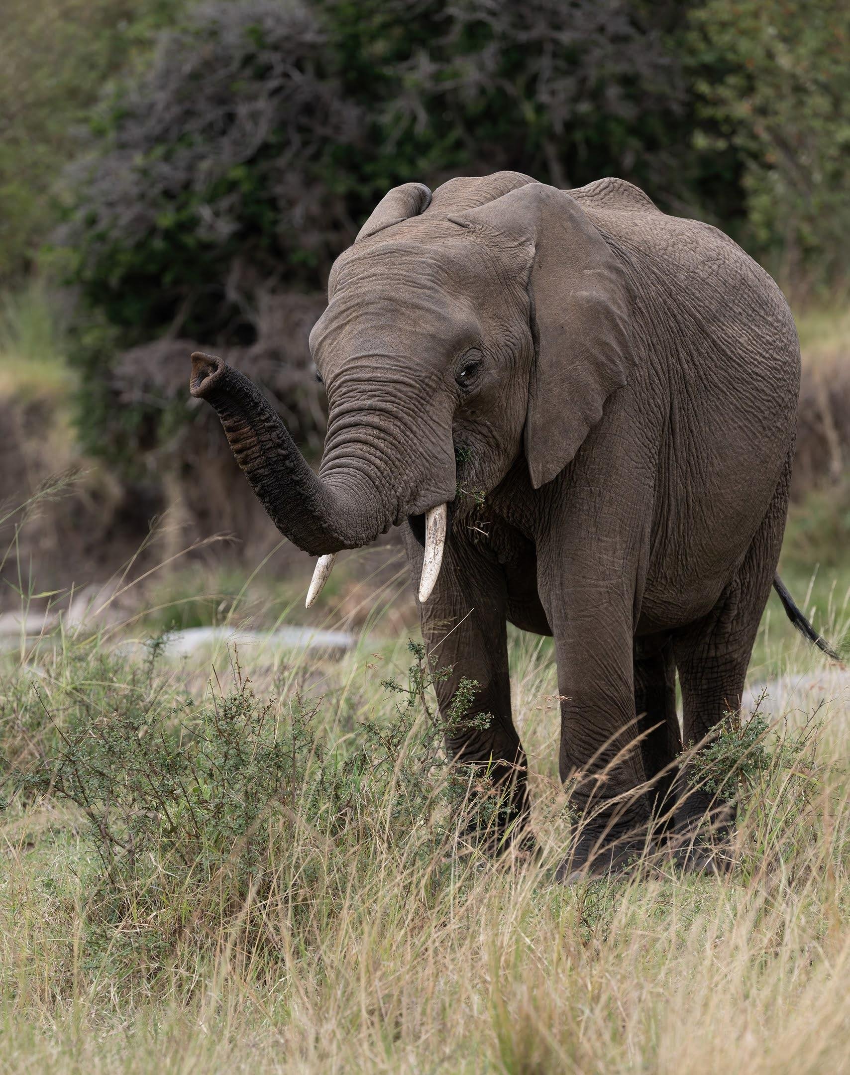 Maasai Mara Express: 1-Day Safari from Nairobi