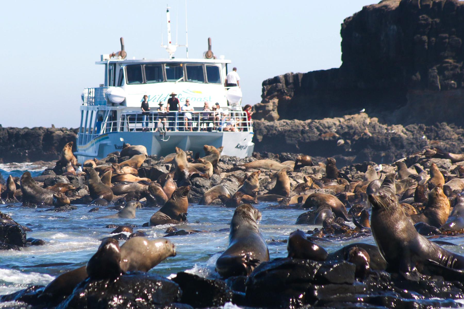 Seal Rocks Wildlife Cruise from Philip Island