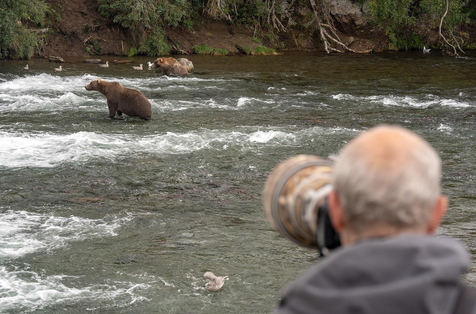 bear viewing in the Kenai Peninsula — photo 2