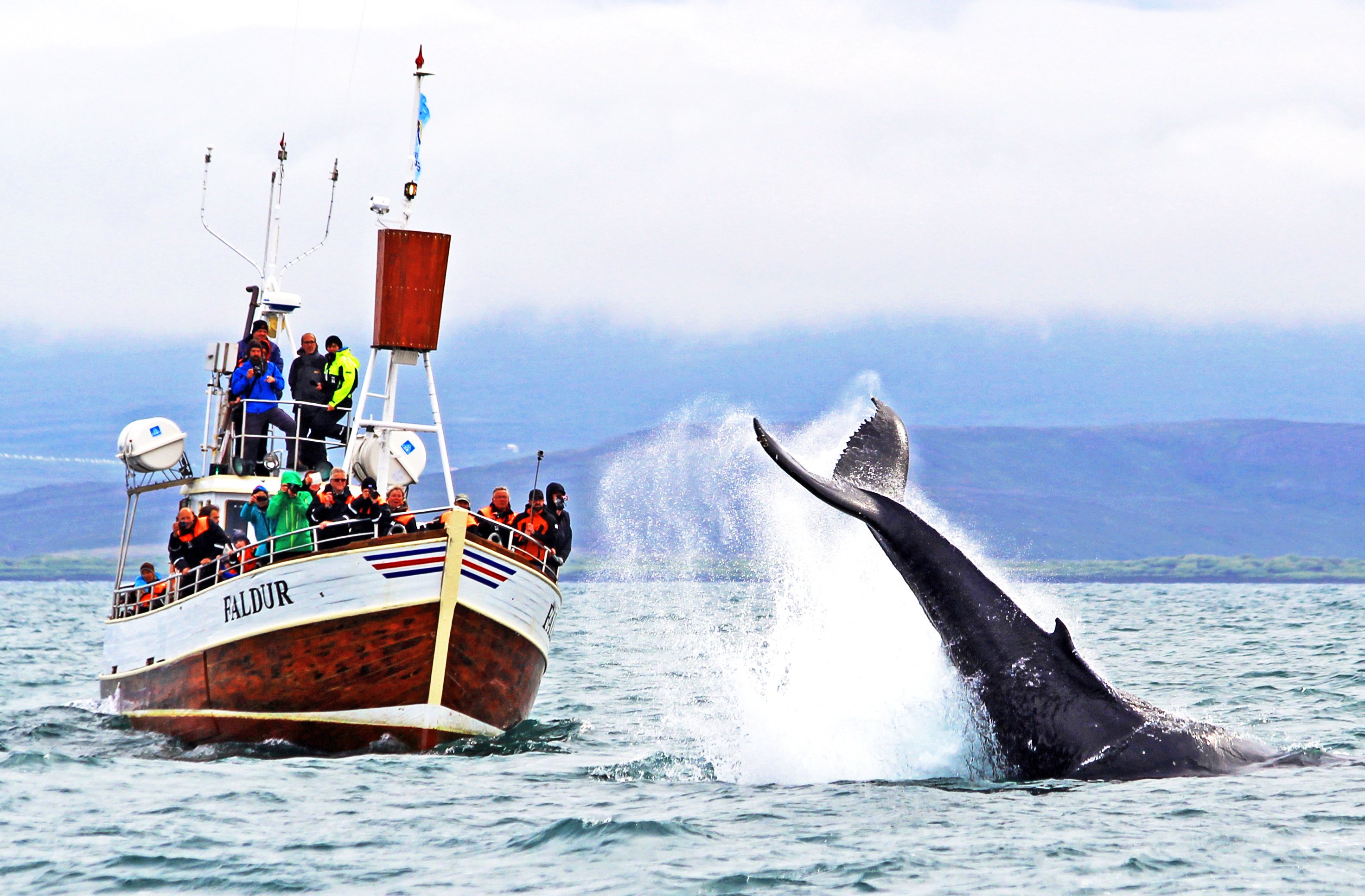 Húsavík Traditional Wooden Boat Whale Watching Cruise
