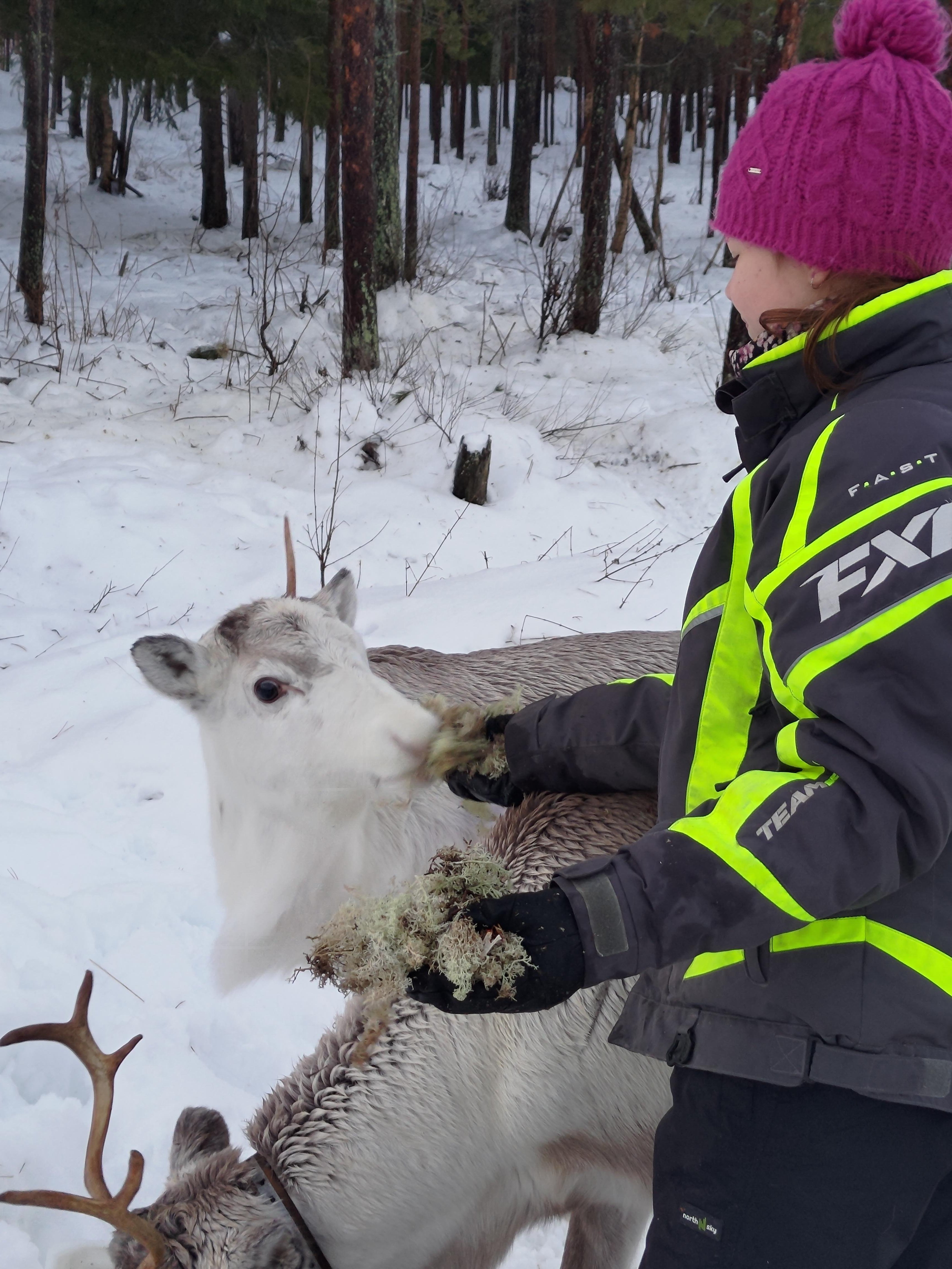 Rovaniemi Reindeer Farm: Herd Encounter & Lapland Culture