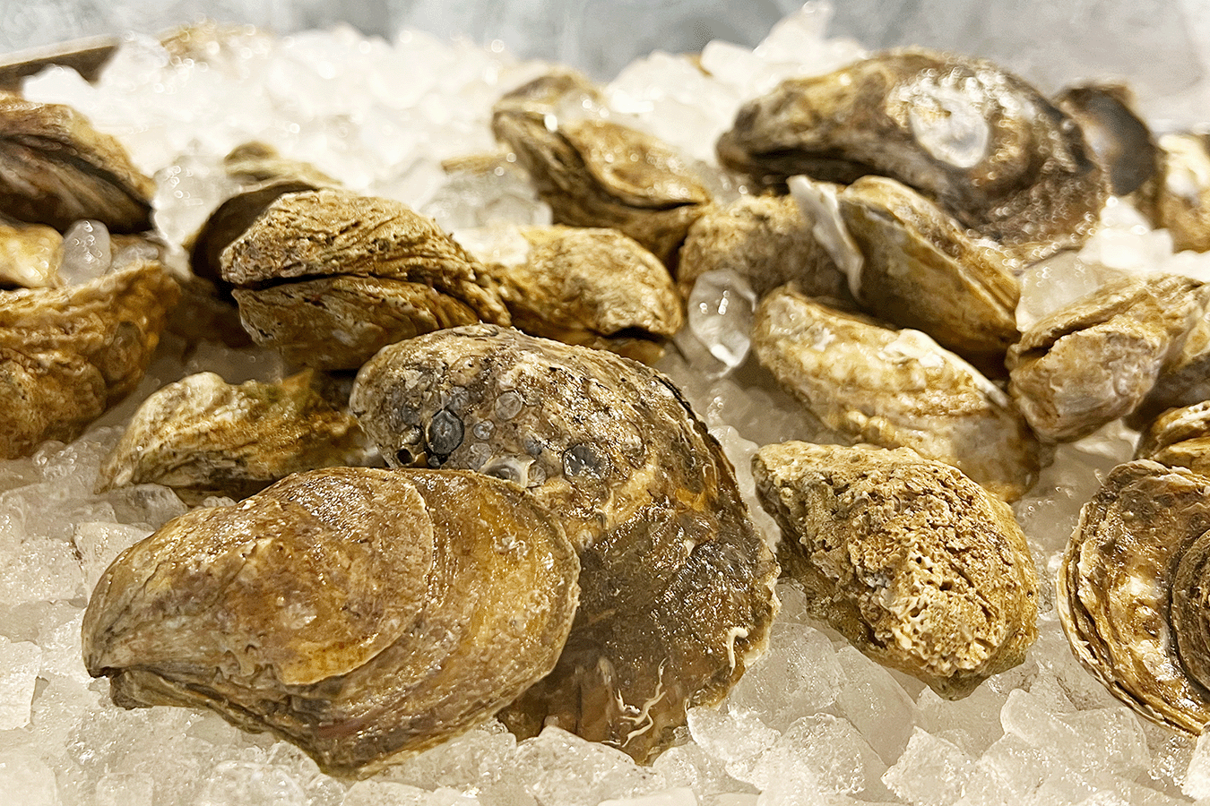 Savannah: Southern and Secret Food Tour