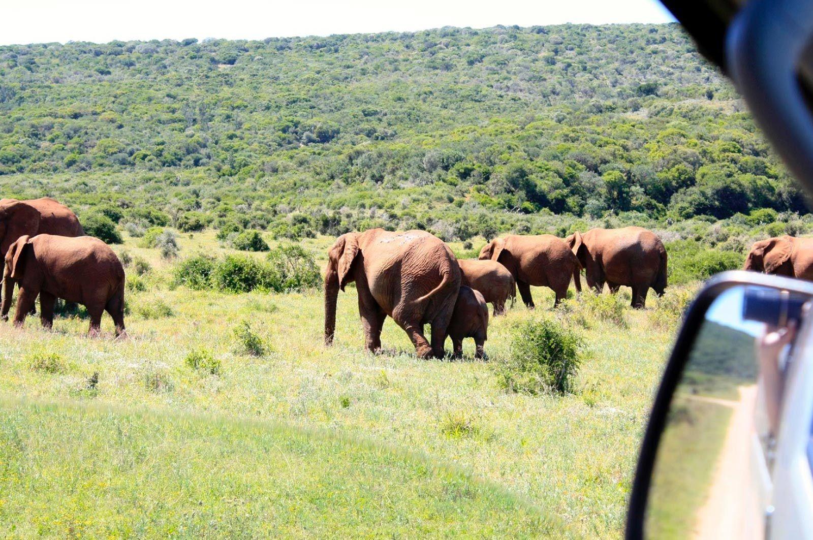 Cape Town to Addo: 5-Day Garden Route & Safari Adventure