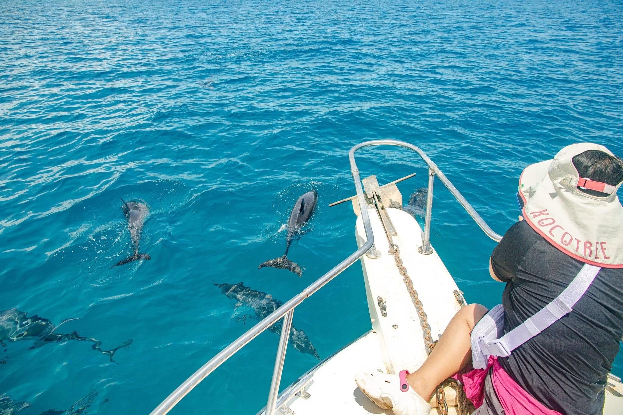 Moon Reef Dolphin Encounter & Snorkel Safari from Nadi