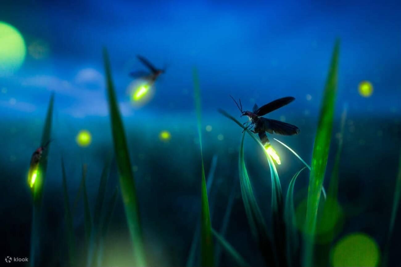 Ubud Waterfall, Rice Terraces, Coffee Farm & Firefly Evening