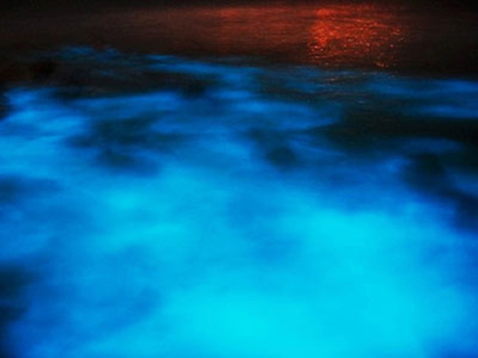 Luminous Lagoon Evening Boat Experience from Montego Bay