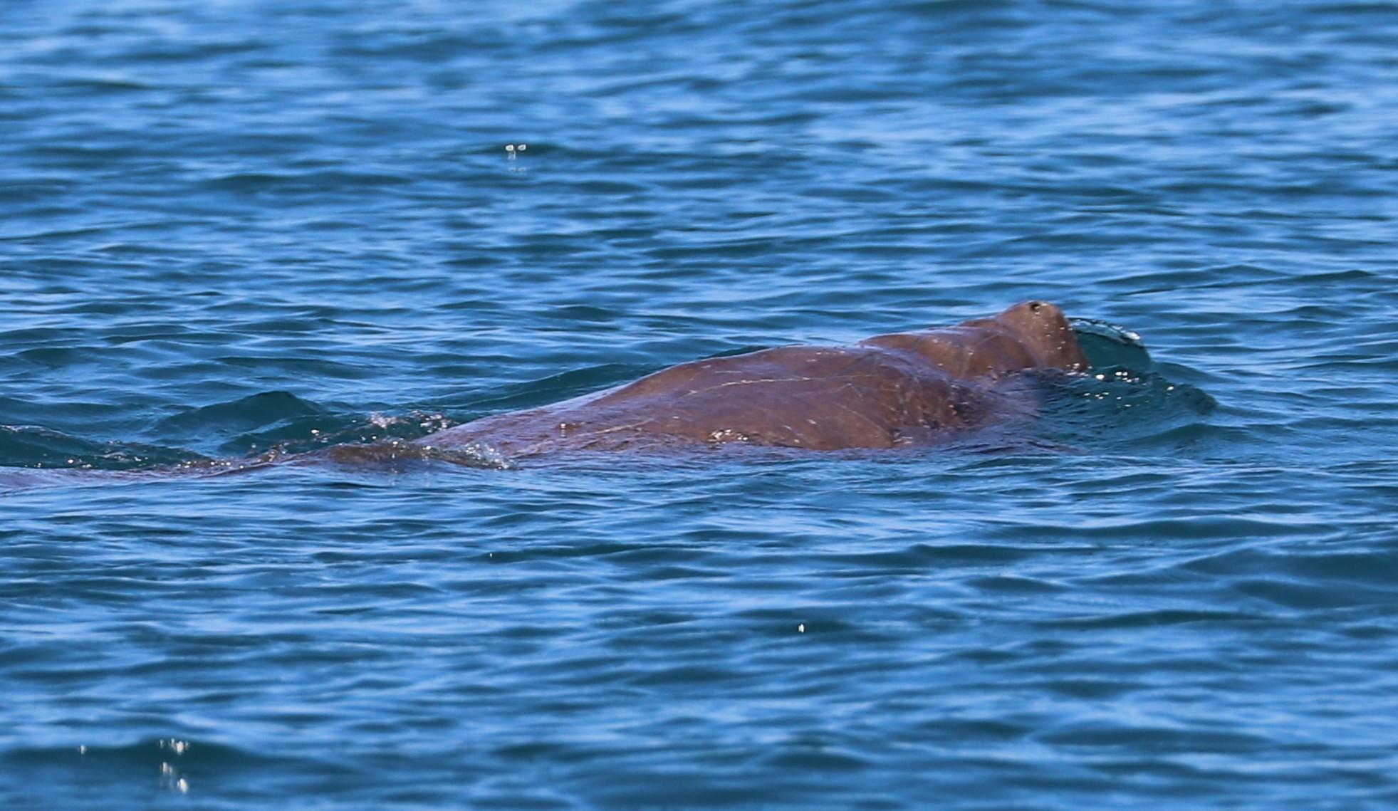 Great Sandy Straits Wildlife Cruise