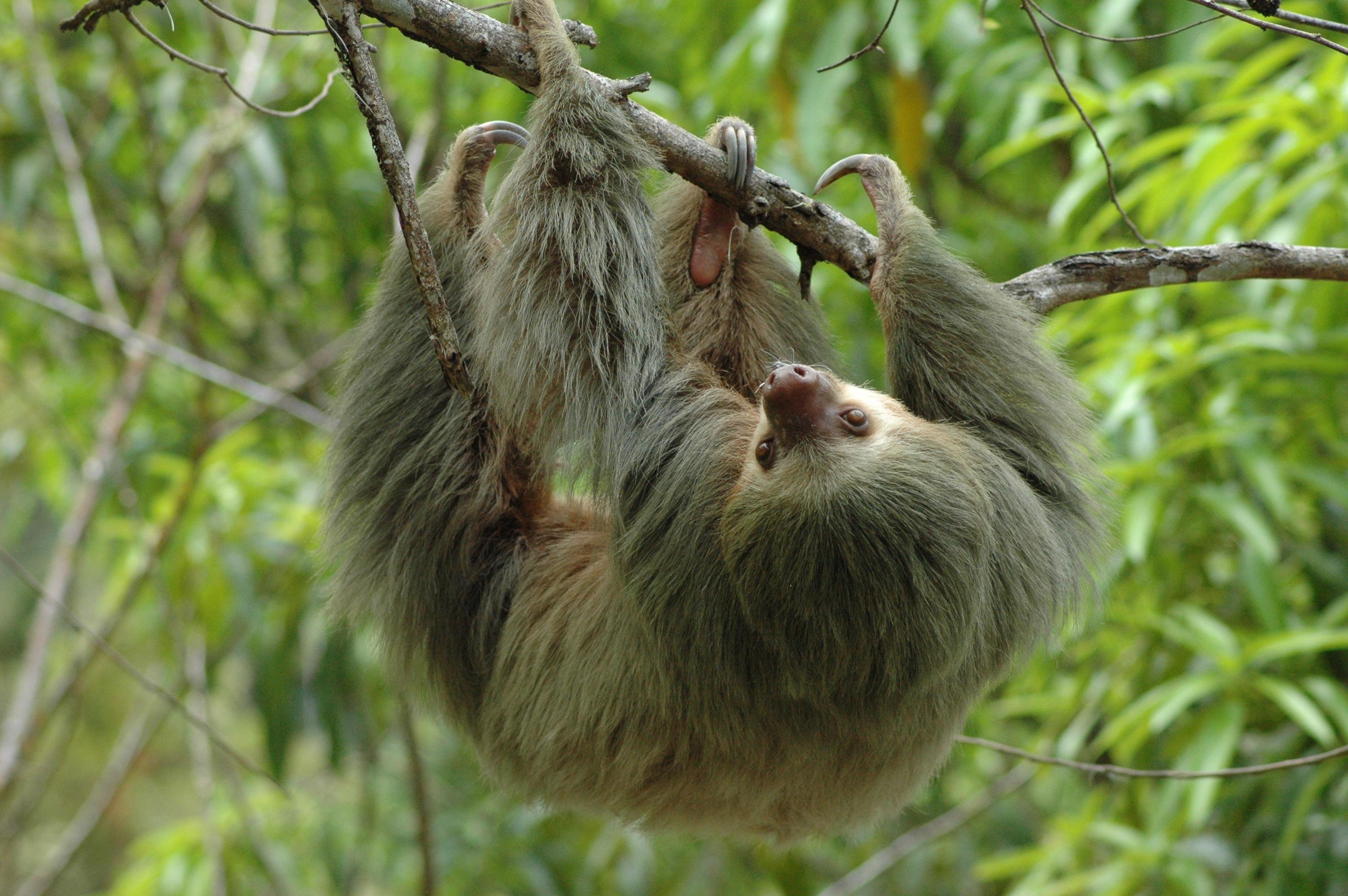 Manuel Antonio National Park Discovery Tour from Jaco