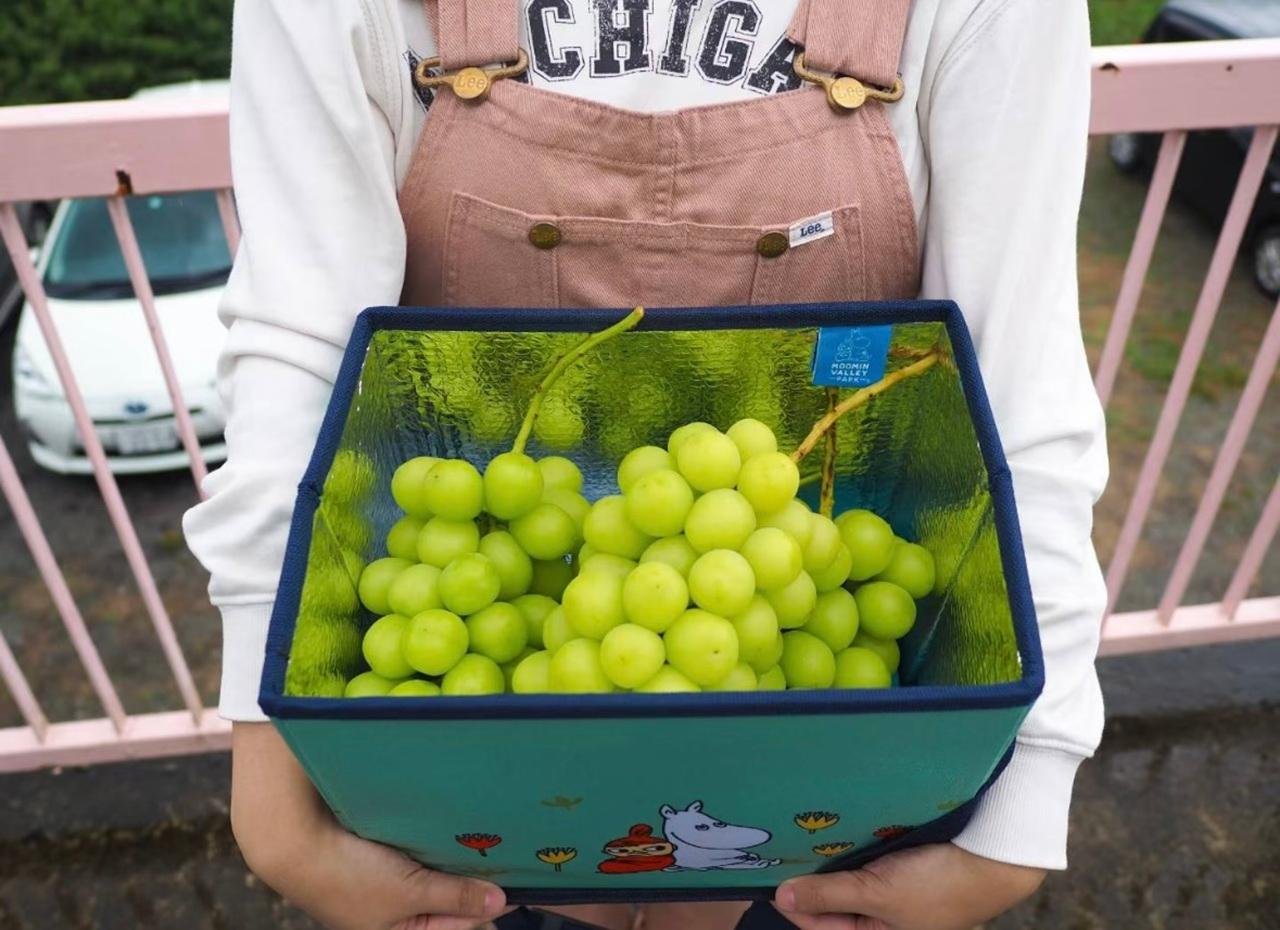 Mt. Fuji Seasonal Discovery: Fruit Picking & Scenic Train Day Tour