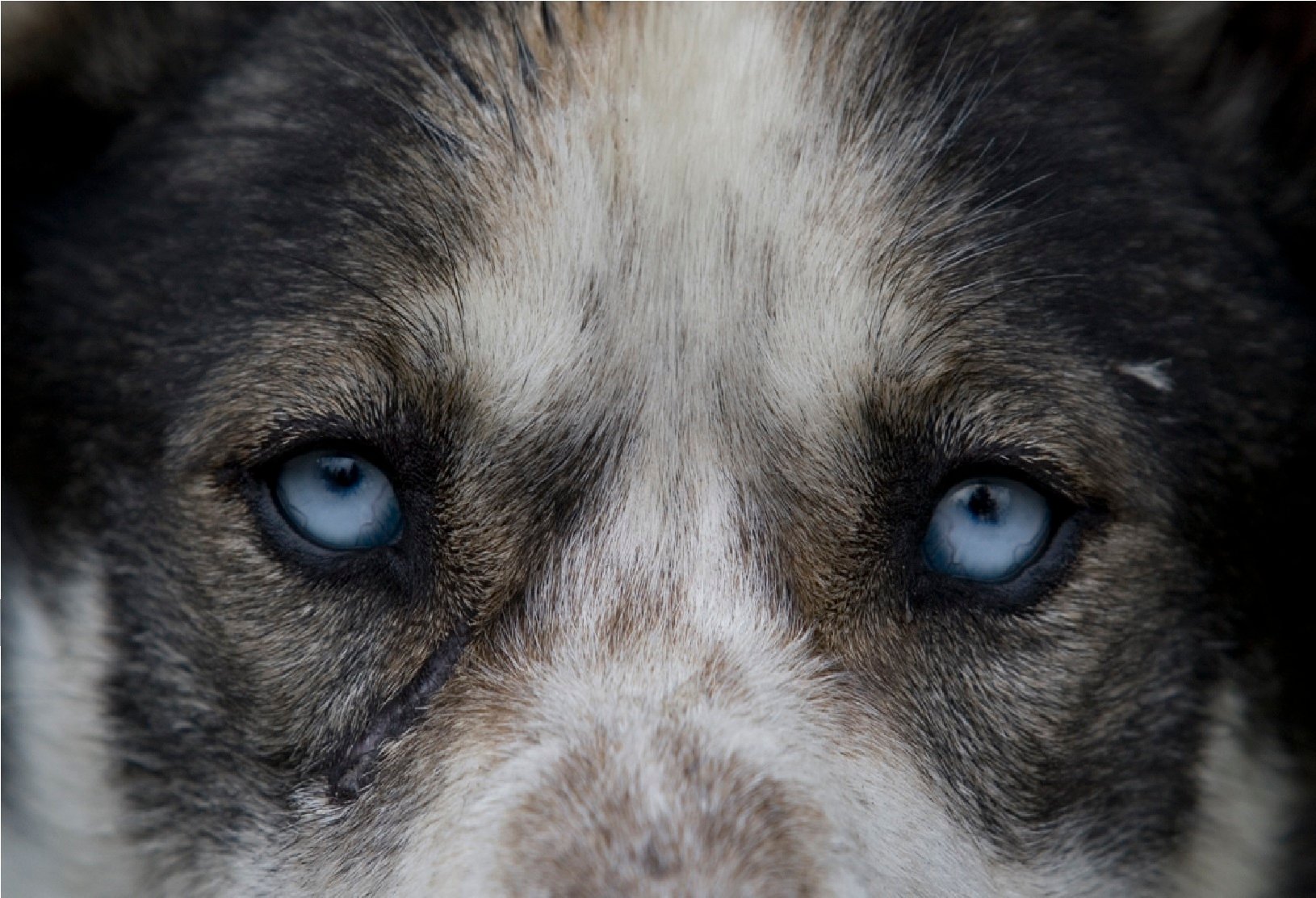 Yukon Sled Dogs and Gold Panning Adventure