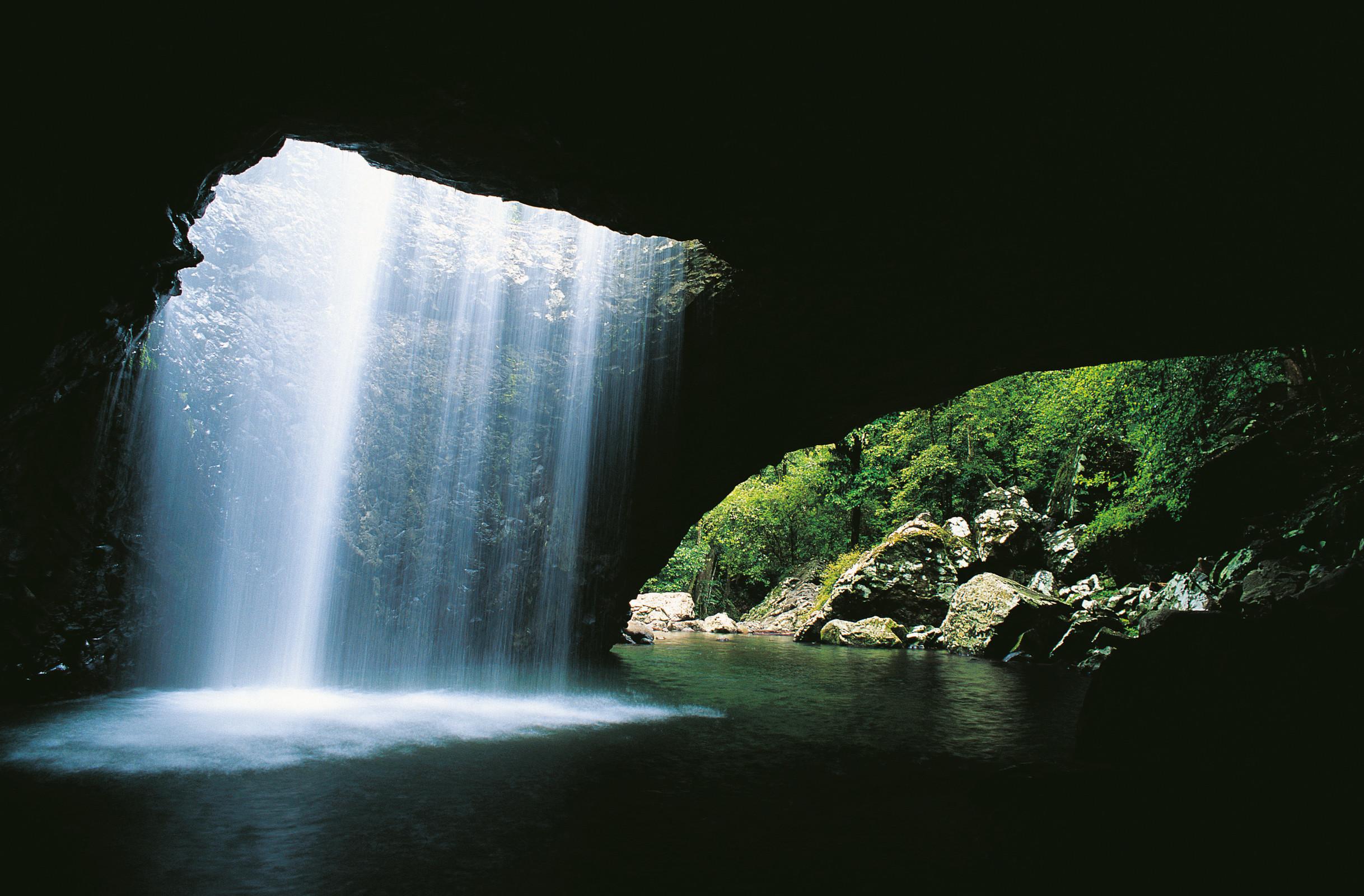 Gold Coast: Springbrook Rainforest & Waterfall Small-Group Day Tour