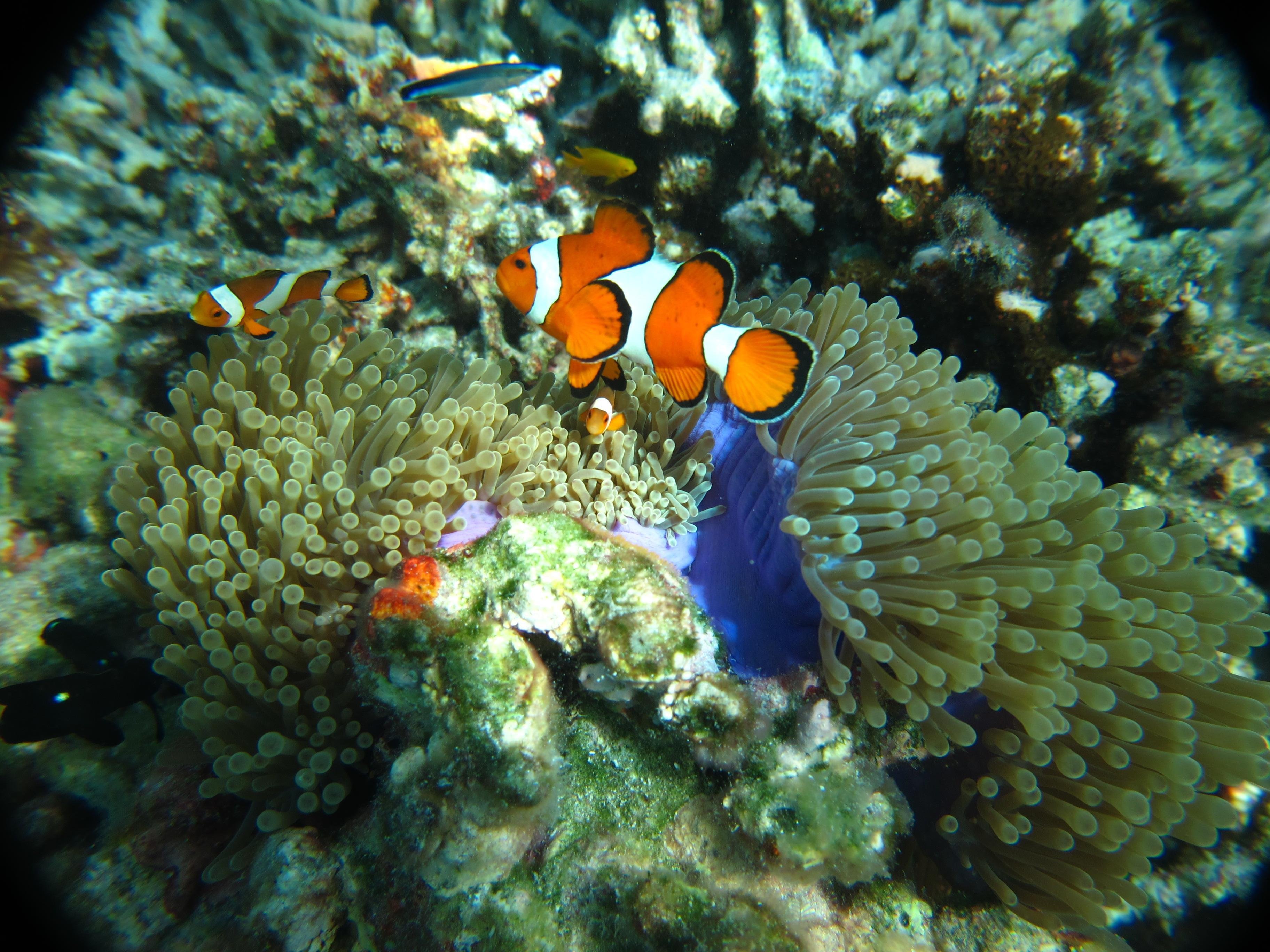 Similan Islands Full-Day Snorkeling Adventure from Khao Lak