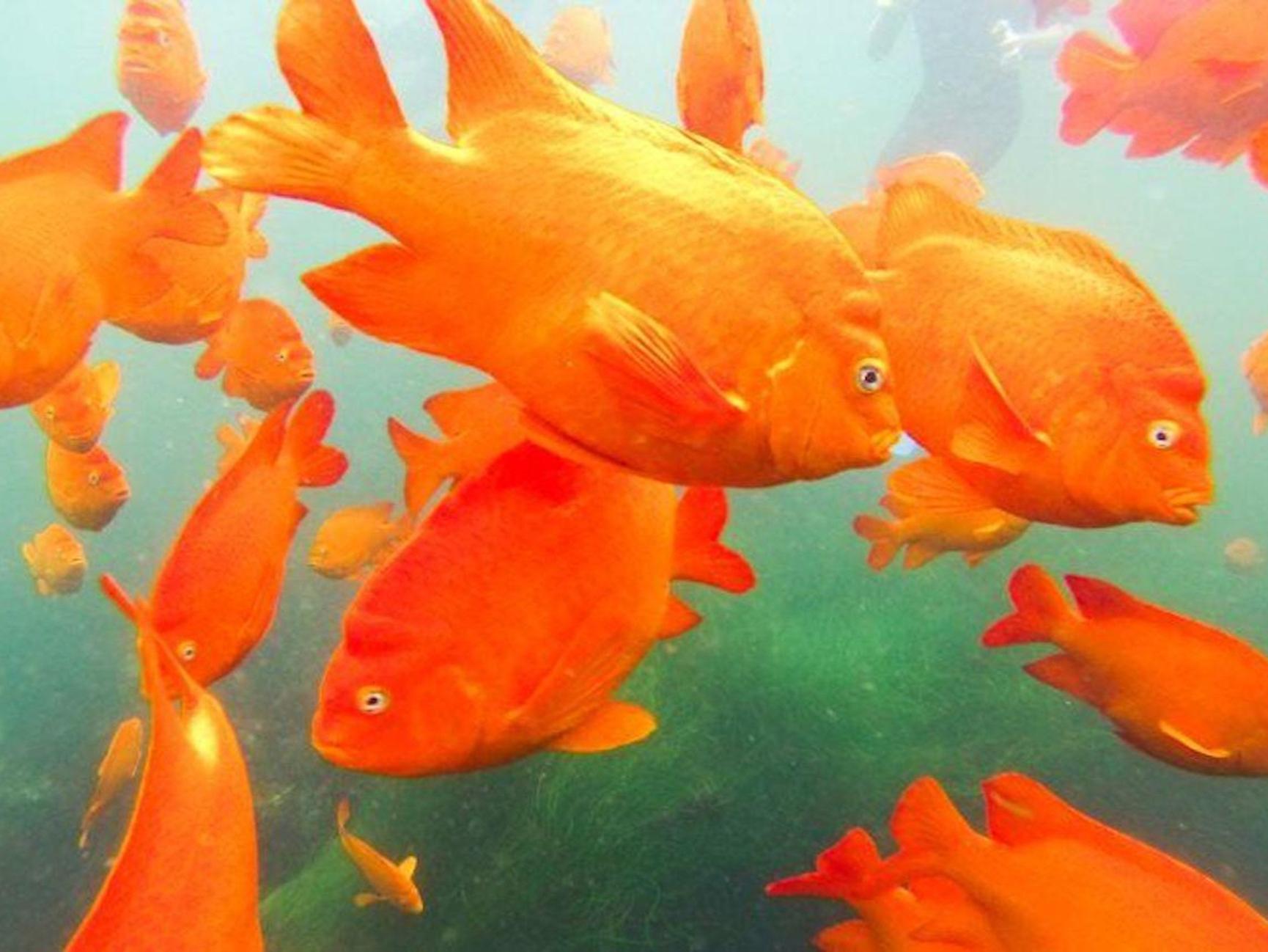 San Diego: La Jolla Cove Snorkeling Tour, Sea Lions & Caves - 2026 (Verified Reviews)