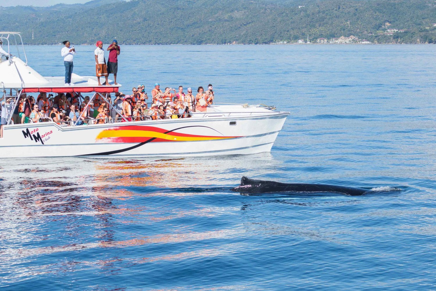 Samaná Humpback Whale Watching Expedition