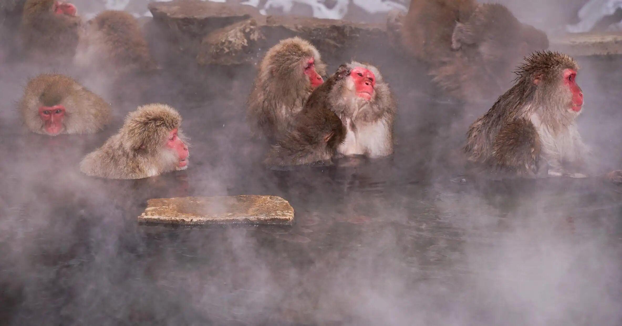 Nagano Snow Monkey Private Day Tour from Tokyo