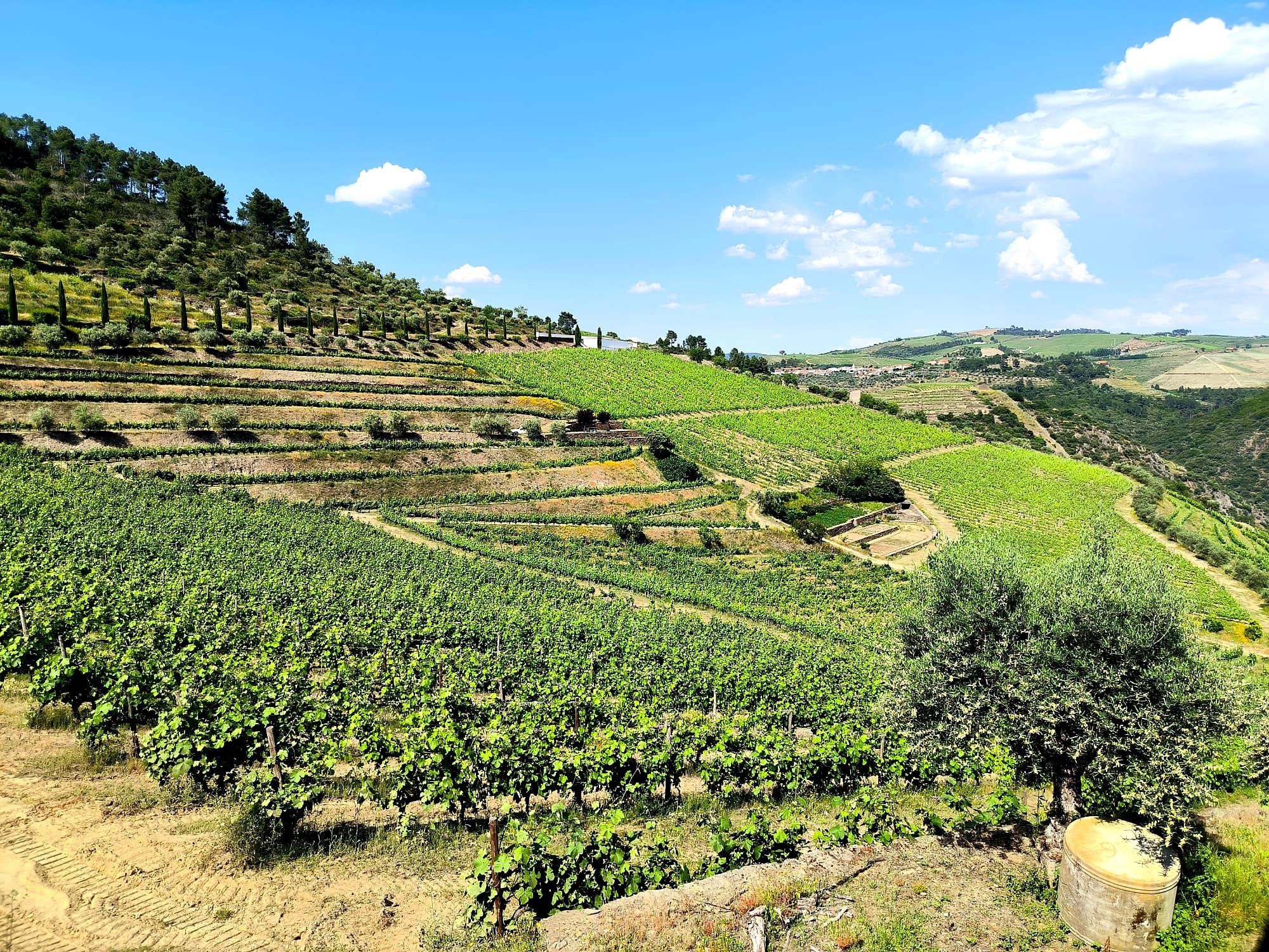 Douro Valley Private Wine Tour: Two Exclusive Family Quintas