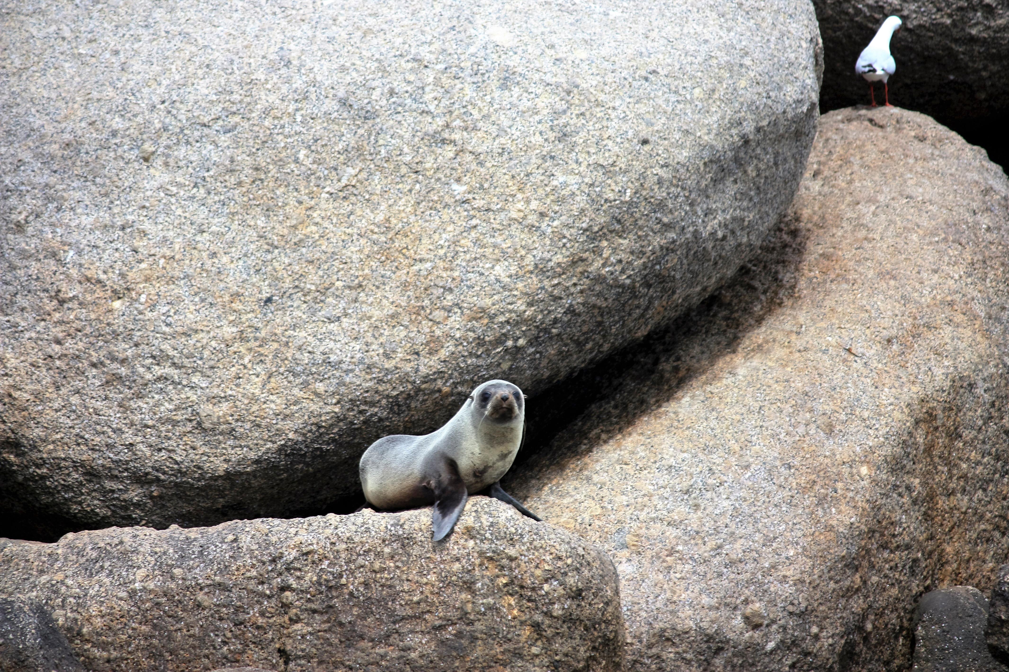Seal Island Wildlife Cruise from Victor Harbor