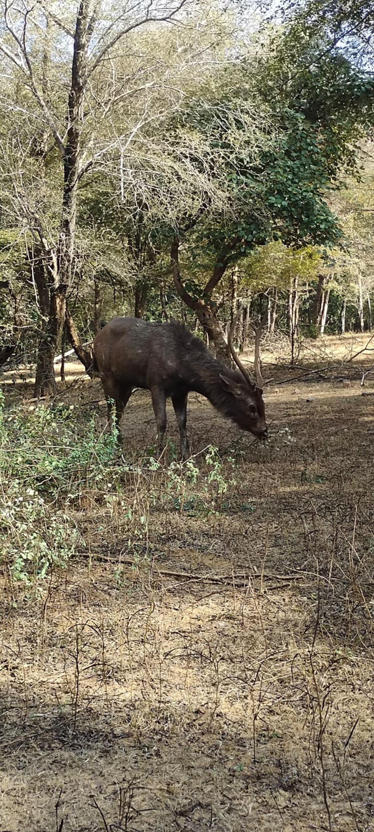 Periyar Wildlife Sanctuary Day Trip from Cochin