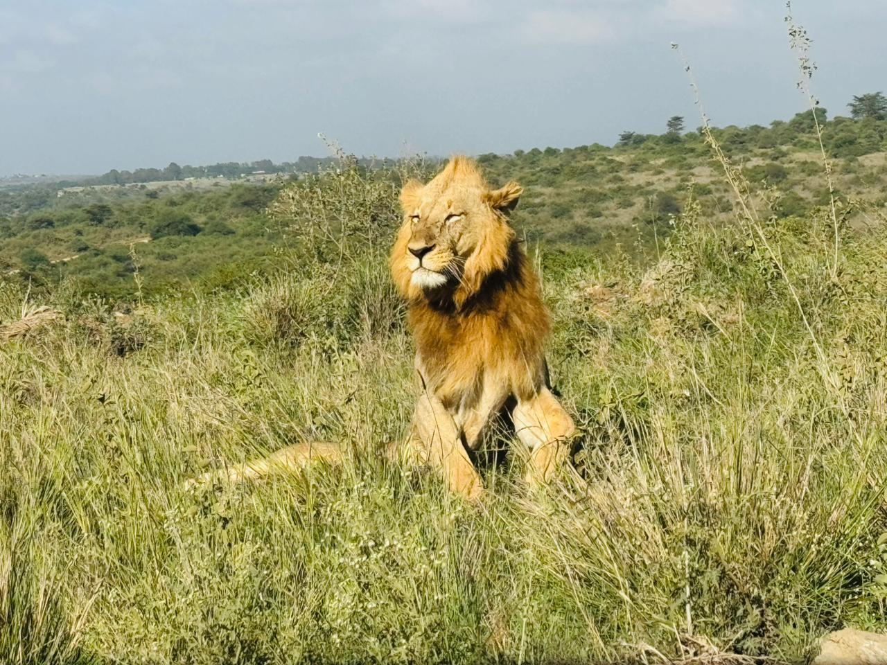 Nairobi National Park 5-Hour 4x4 Wildlife Safari