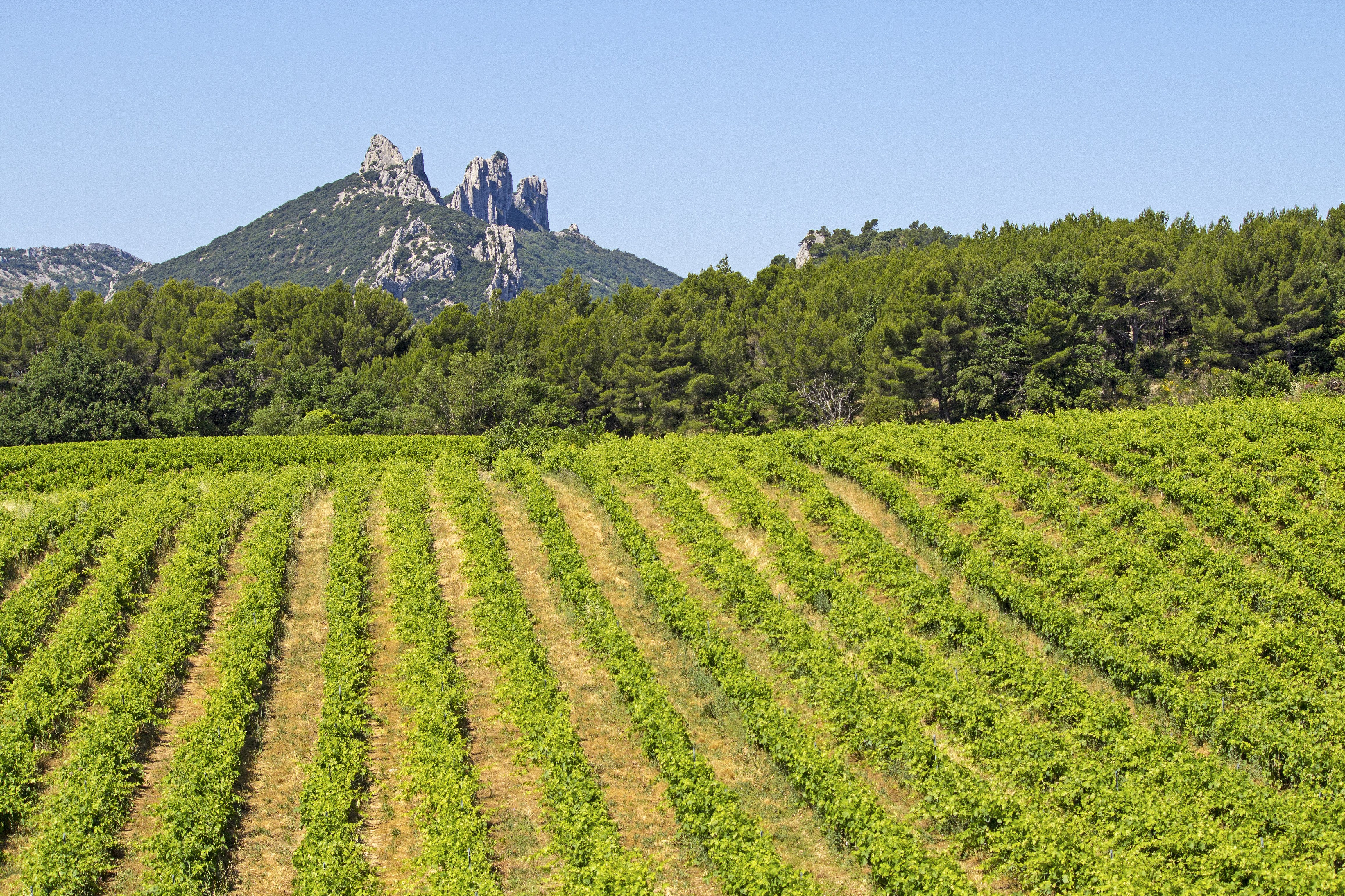 Half-day vineyard tour from Avignon — vines and stone wine village in the Southern Rhône, Provence
