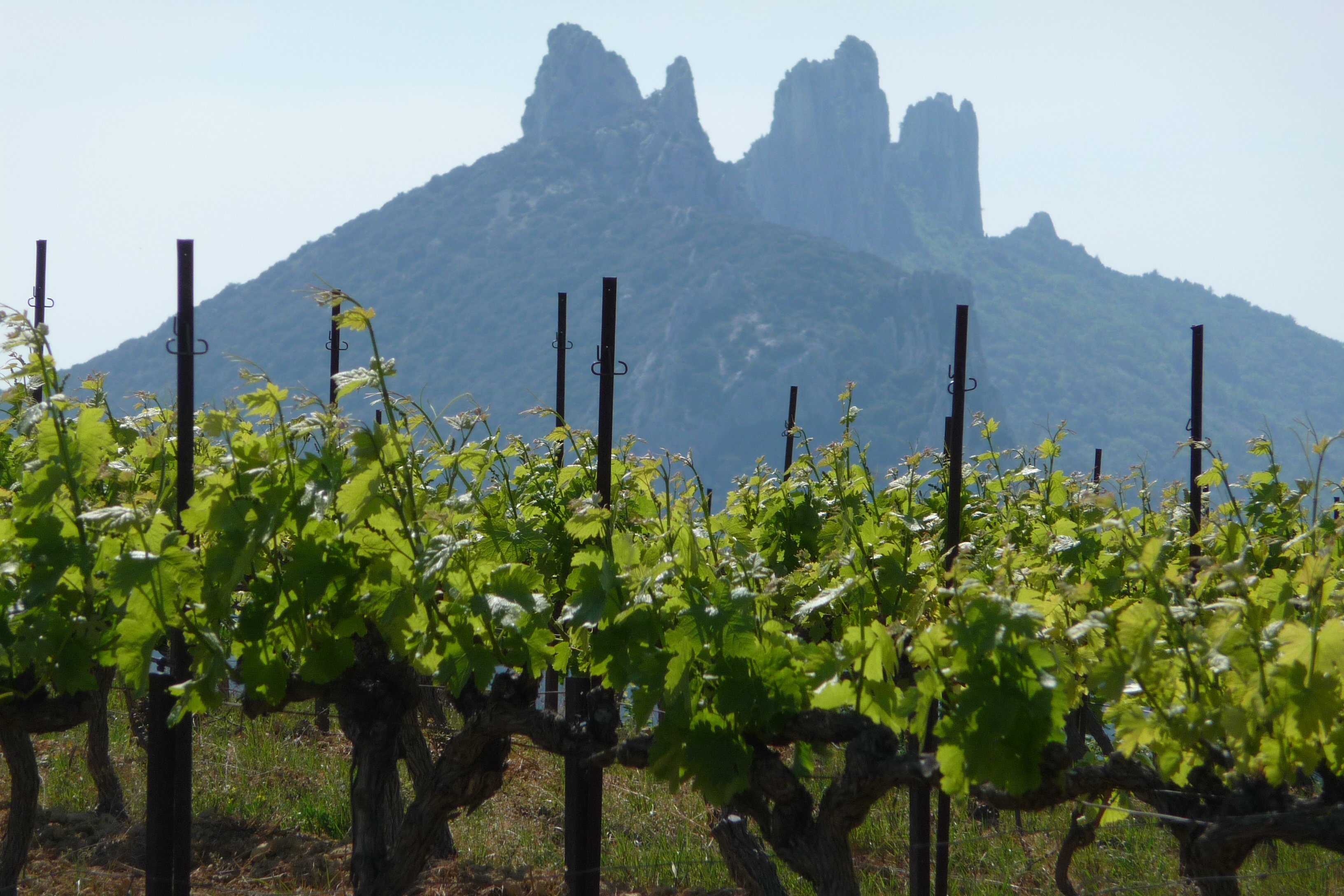 Family-run estate cellar visit on the Avignon great vineyards wine tour, Southern Rhône