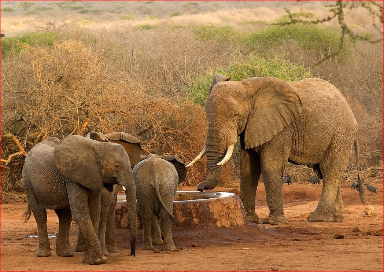 Nairobi Wildlife & History Day Tour