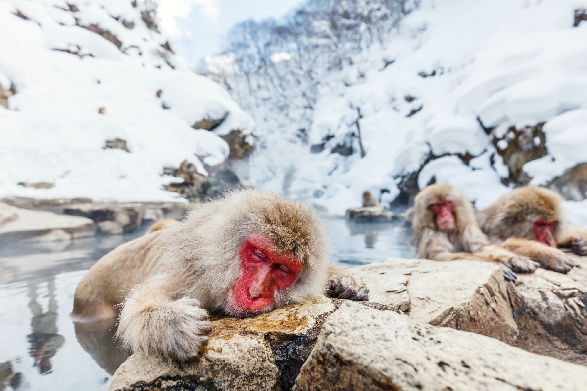 Nagano Snow Monkeys & Hidden Gems Private Day Tour