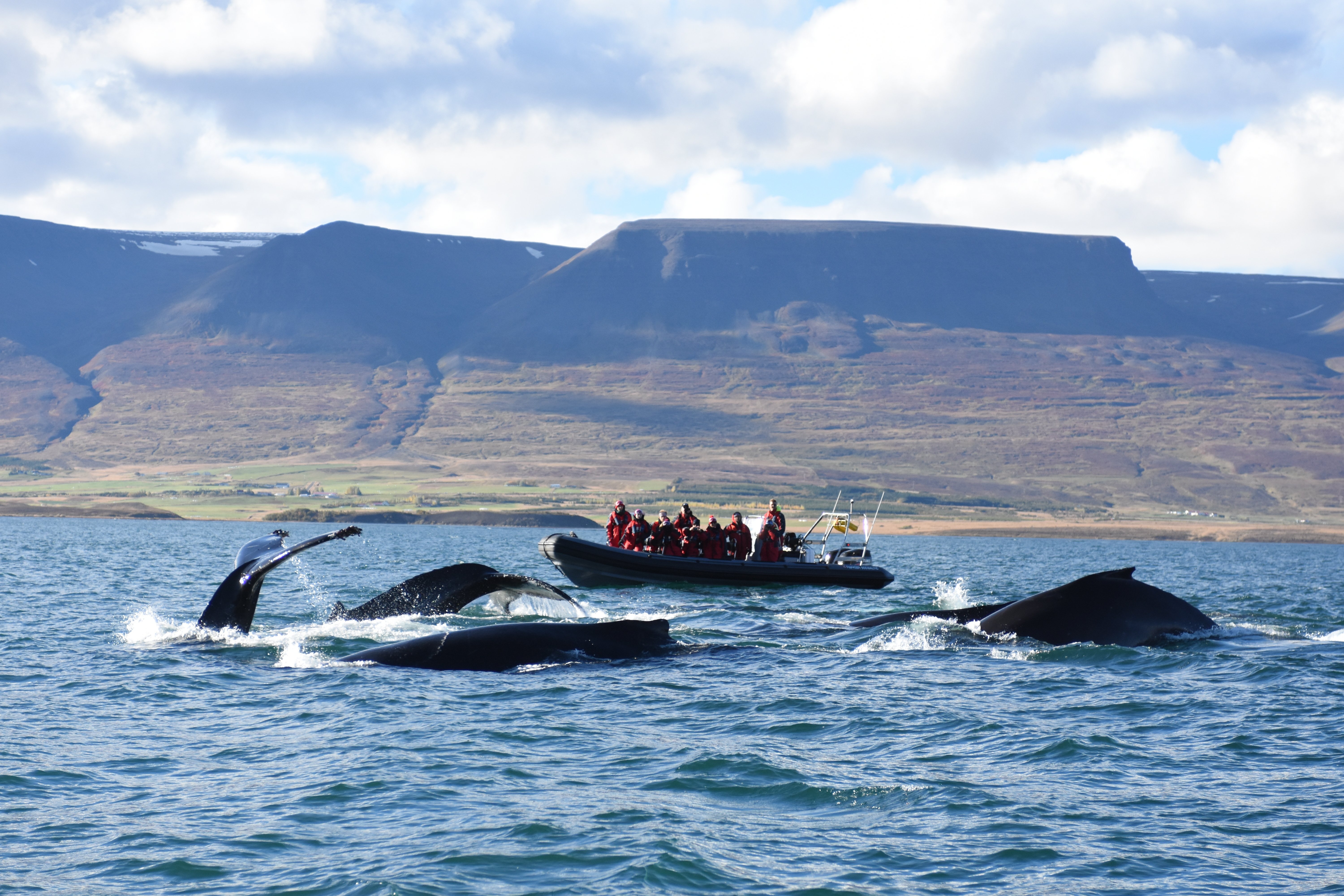 Akureyri Express RIB Speedboat Whale Watching Tour