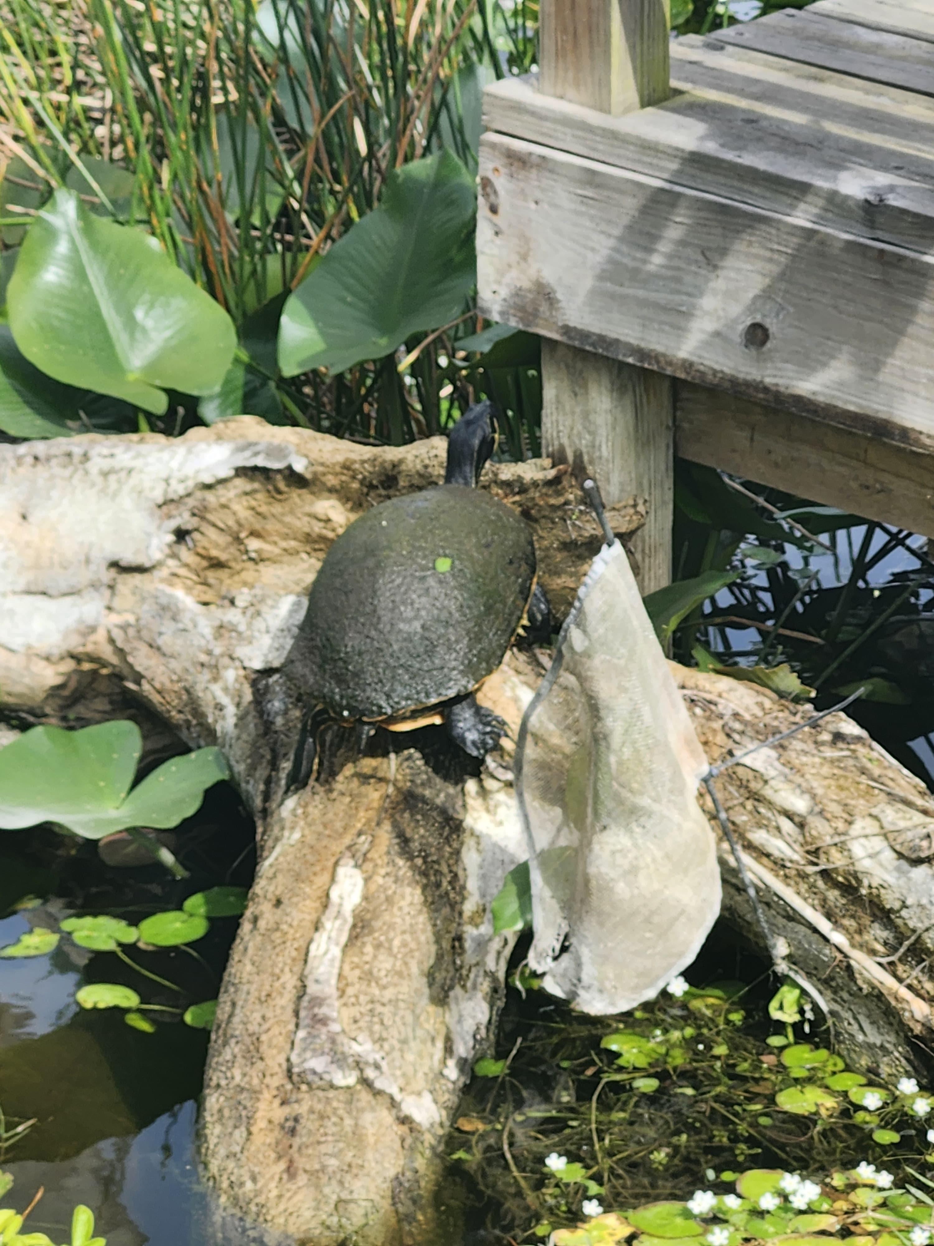 Small-Group Everglades Eco-Adventure & Private Islands Tour