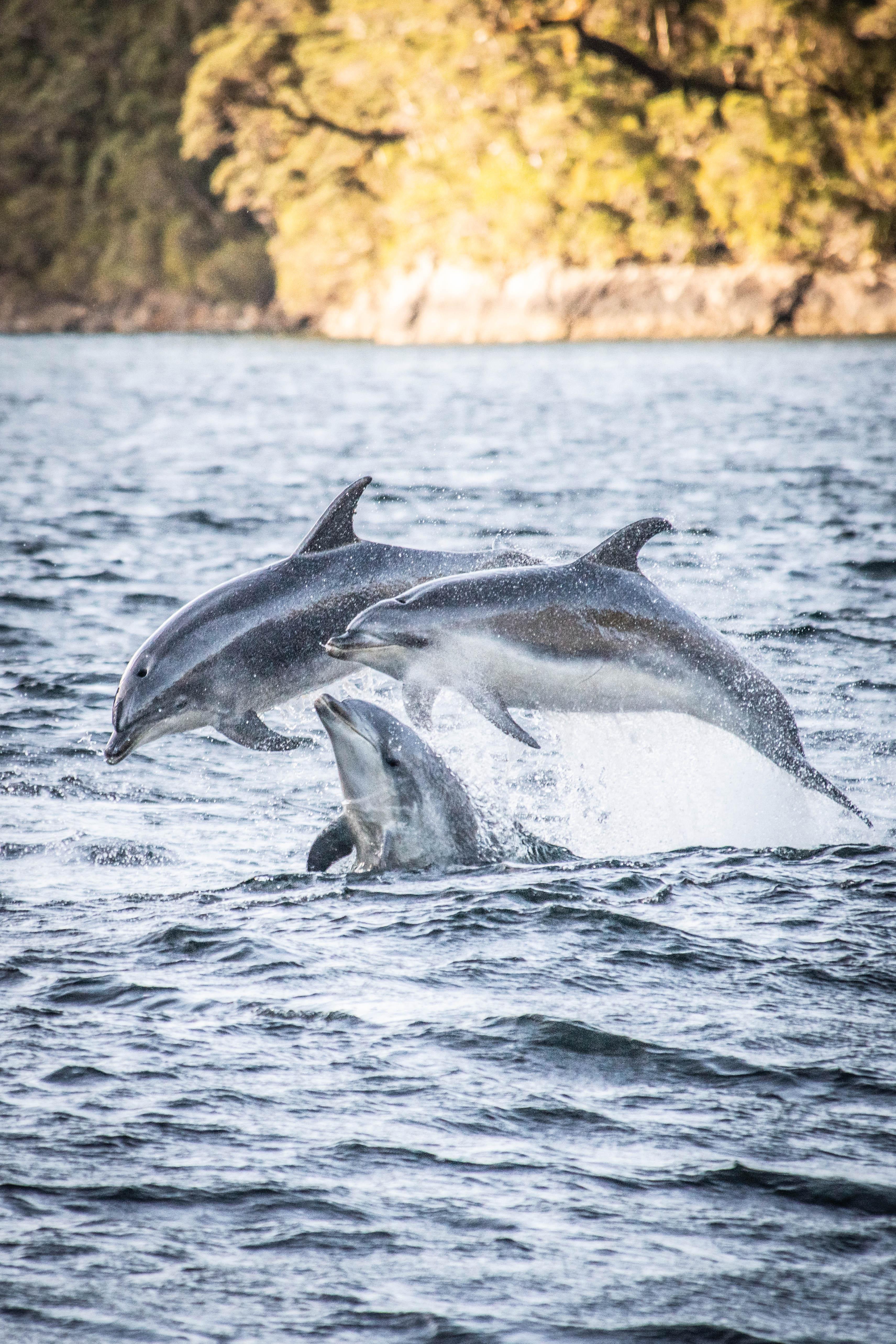 From Queenstown: Doubtful Sound Wilderness Day Trip